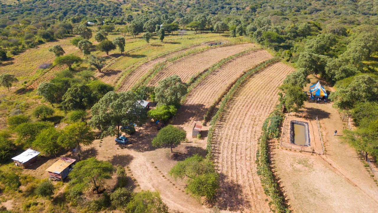 Aerial view of a farm with rows of crops, trees, small buildings, and a pond in a rural landscape.