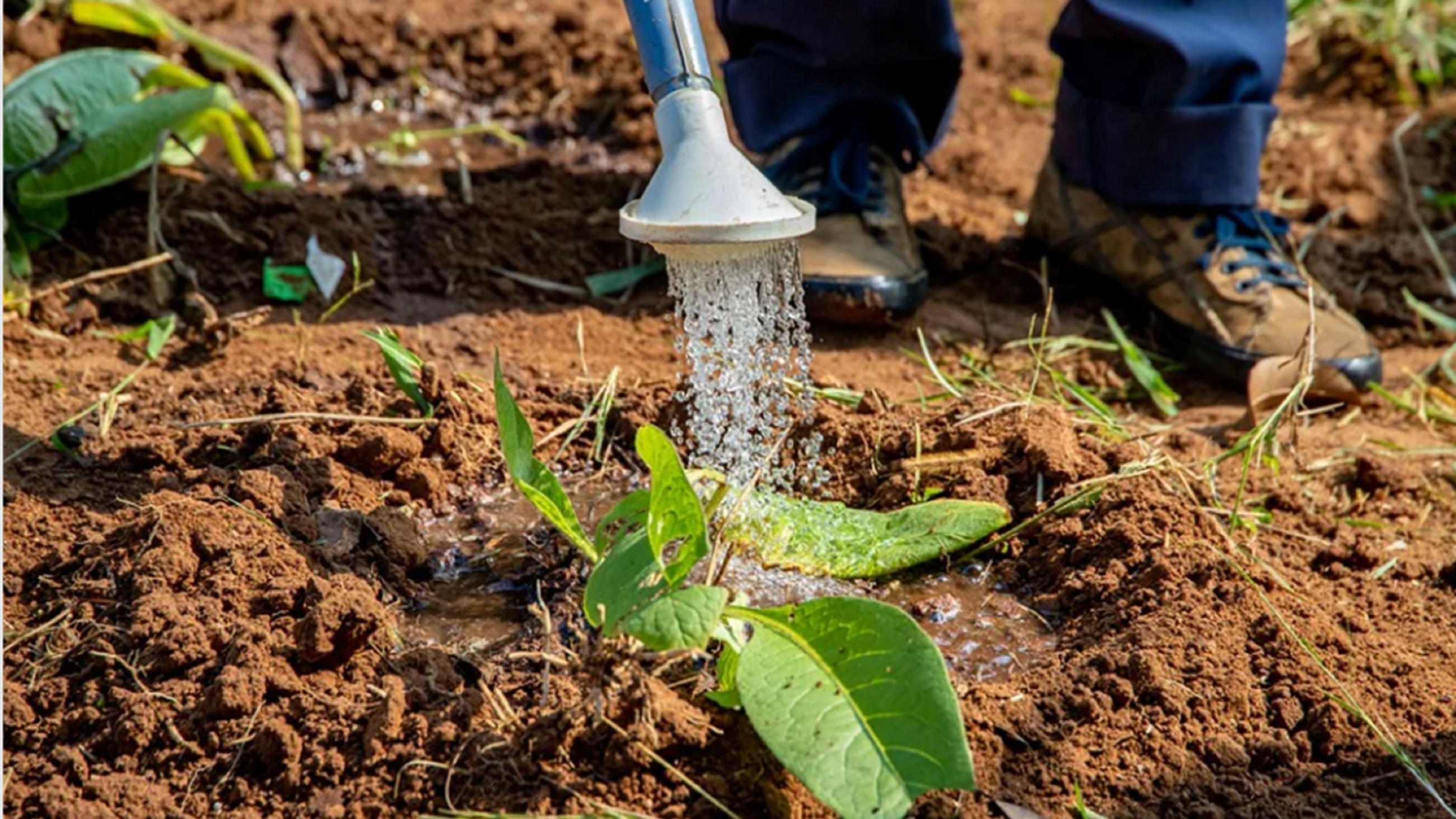 Watering plants