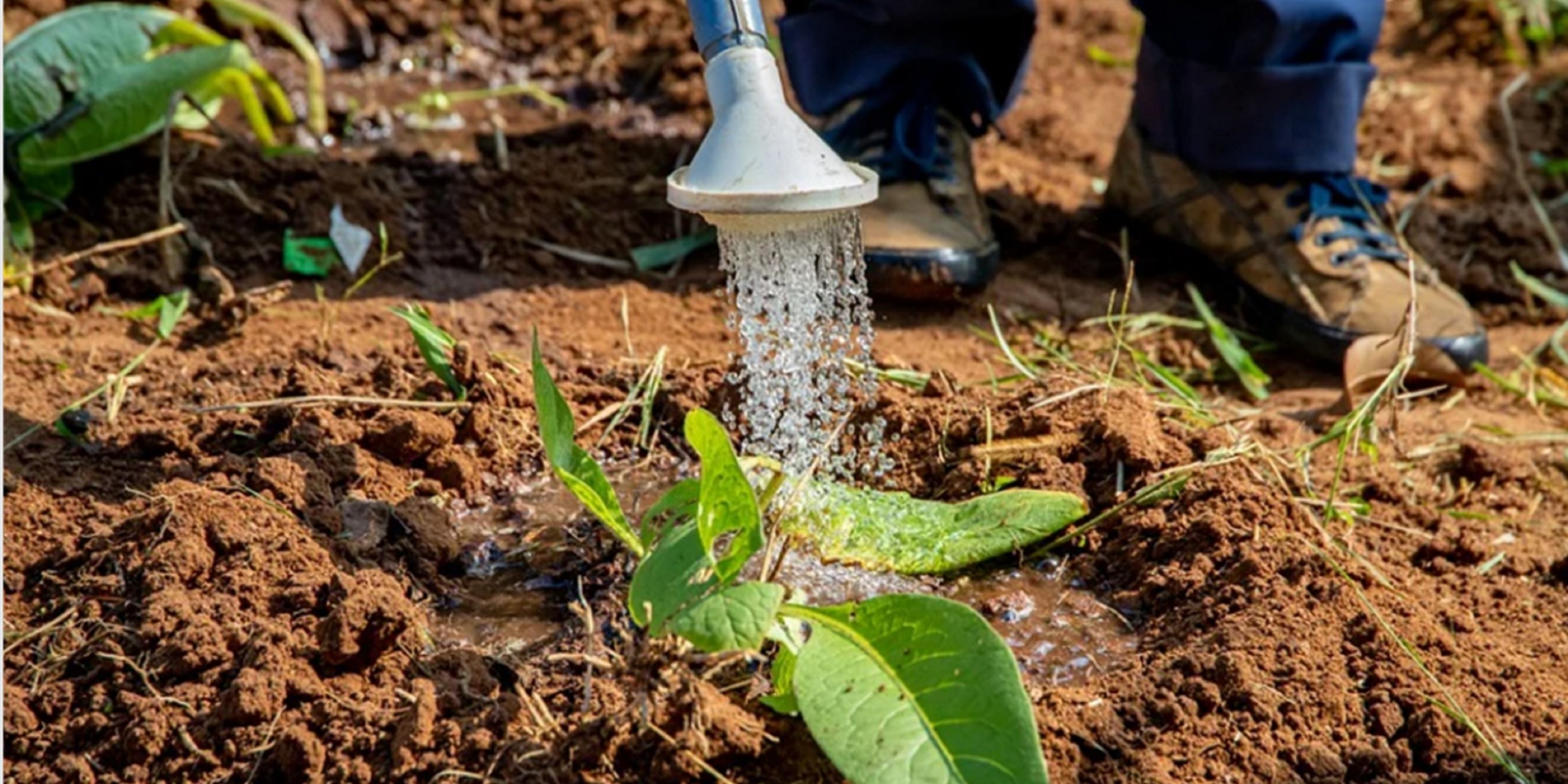 Watering plants