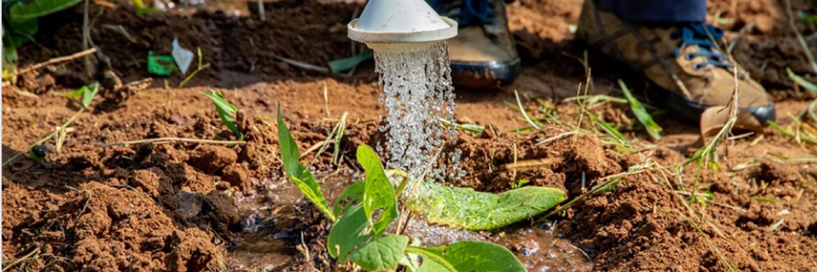 Watering plants