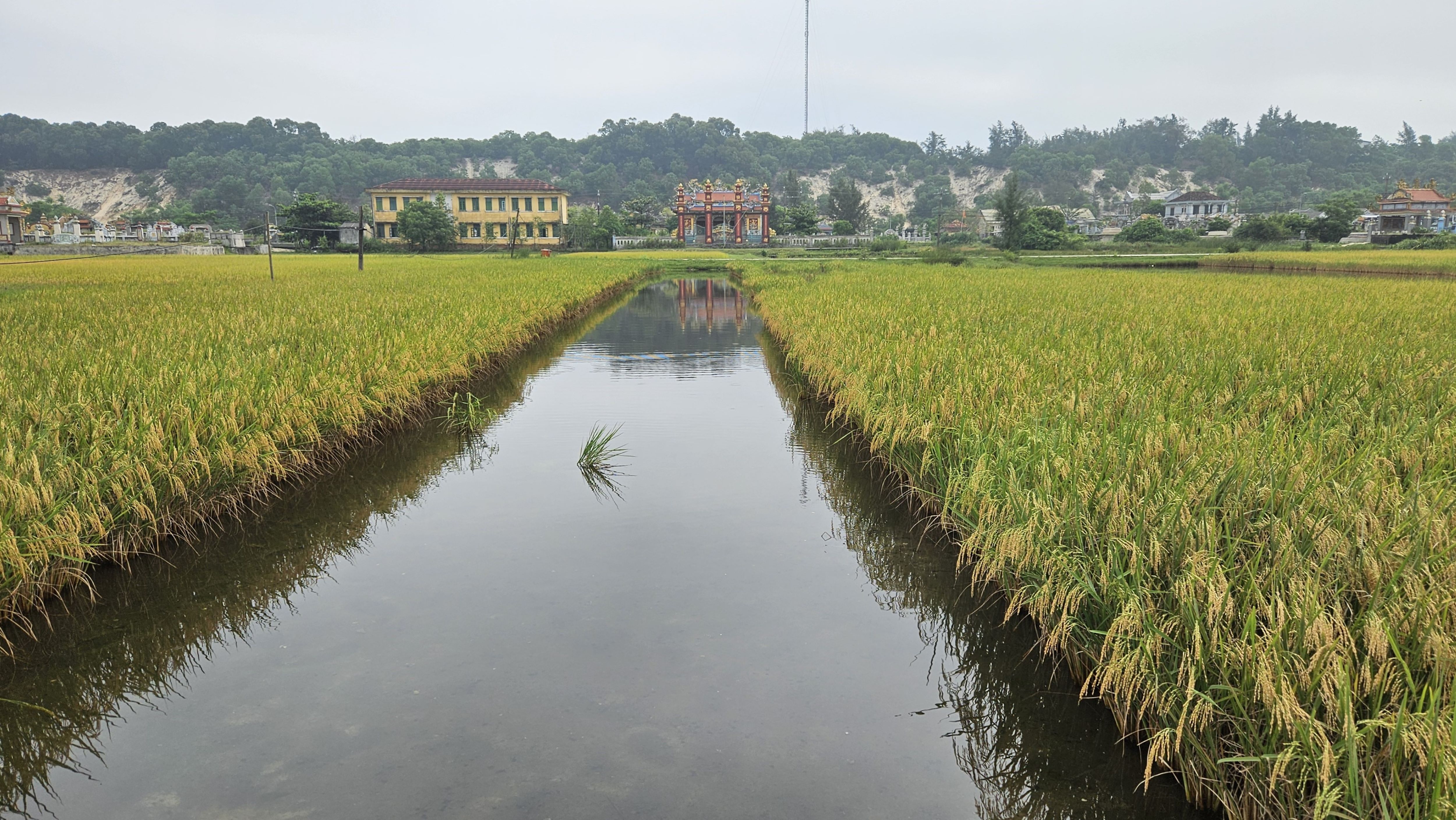 Rice field in Vietnam