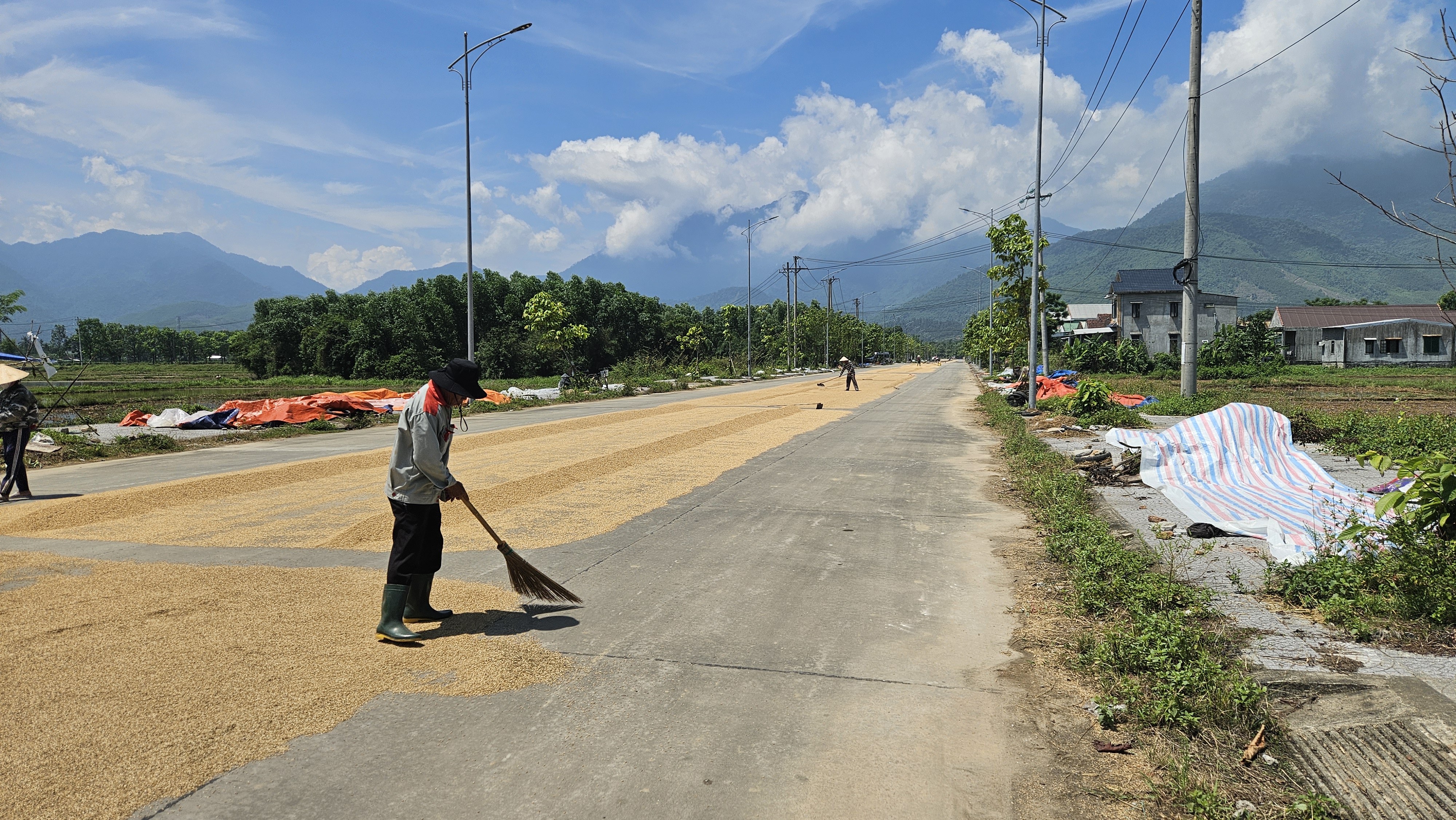 A rural road stretches through a vibrant landscape, where individuals work to spread harvested rice on the pavement for drying. Lush greenery and distant mountains provide a scenic backdrop under a bright blue sky with fluffy clouds. Colorful tarps are scattered along the roadside, adding visual interest.