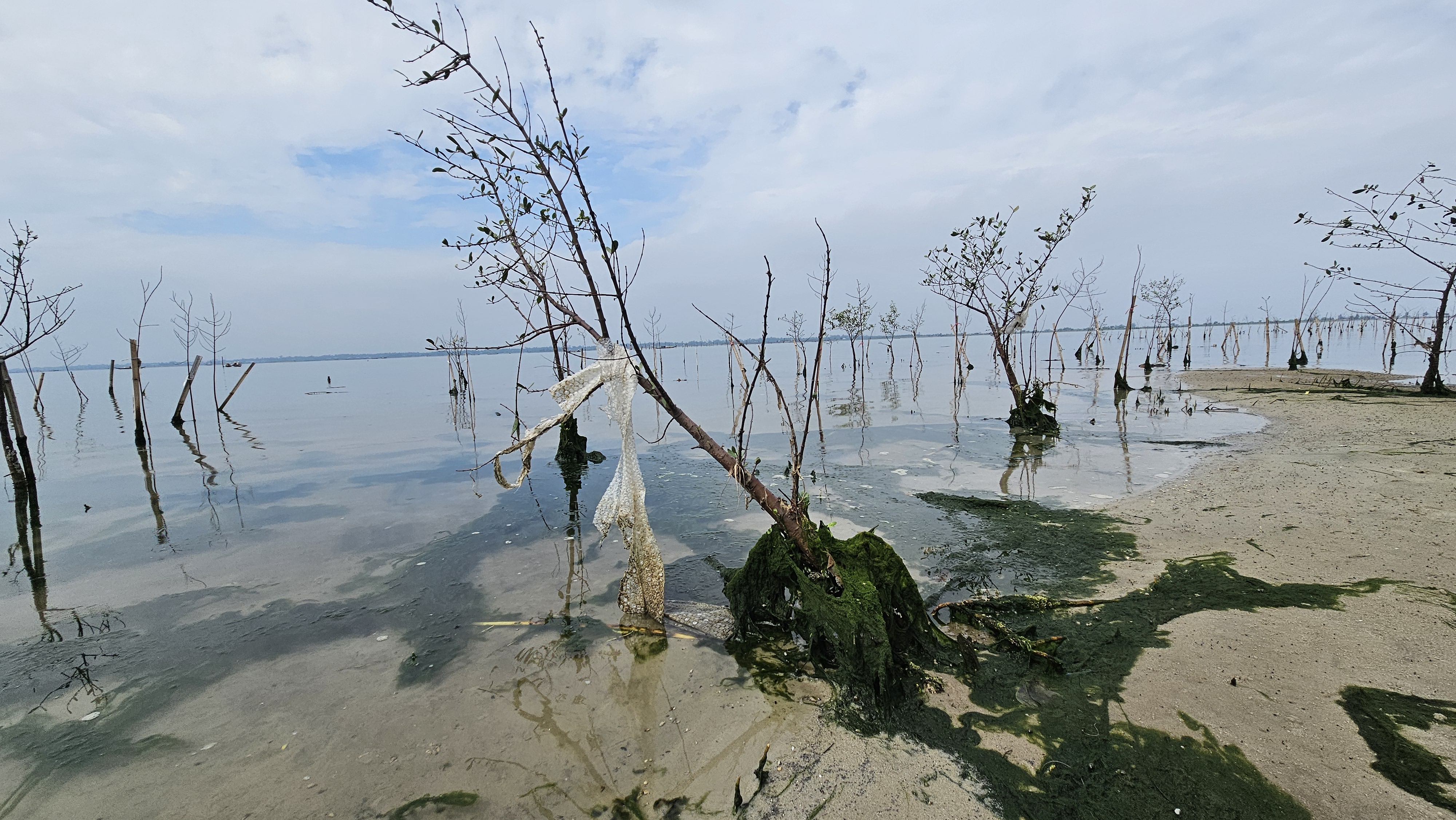 A serene coastal landscape features slender trees emerging from shallow water, their reflections visible on the glassy surface. The sandy shore is interspersed with patches of green algae. A cloudy sky casts a soft light, enhancing the tranquil atmosphere. Some trees display remnants of fabric, hinting at environmental concerns.