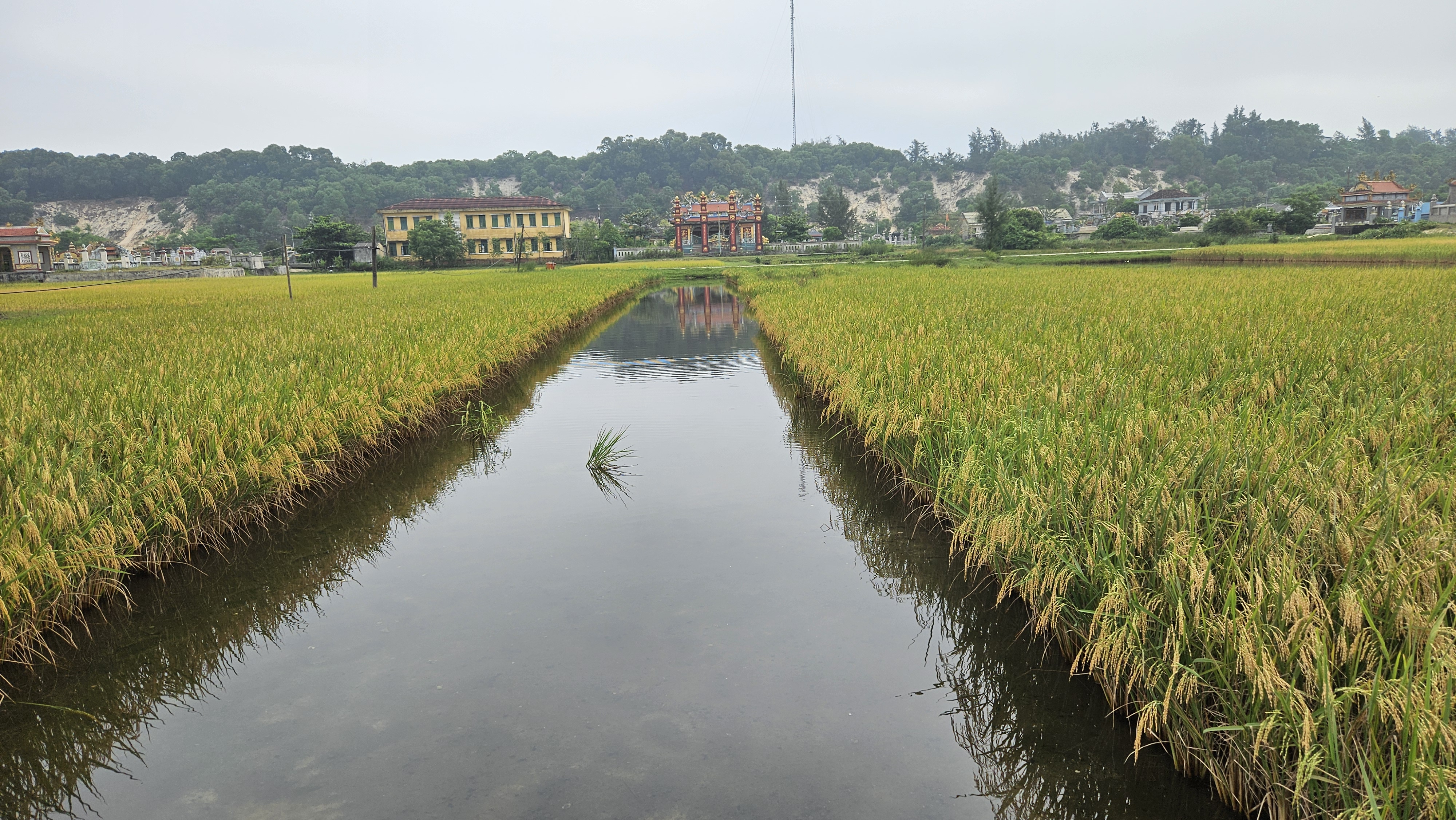 A tranquil landscape features lush green rice paddies, their golden grains swaying gently. A narrow waterway reflects the overcast sky, bordered by vibrant green grass. In the background, traditional buildings with ornate roofs and a forested hillside create a serene rural atmosphere, enhancing the scene's cultural richness.