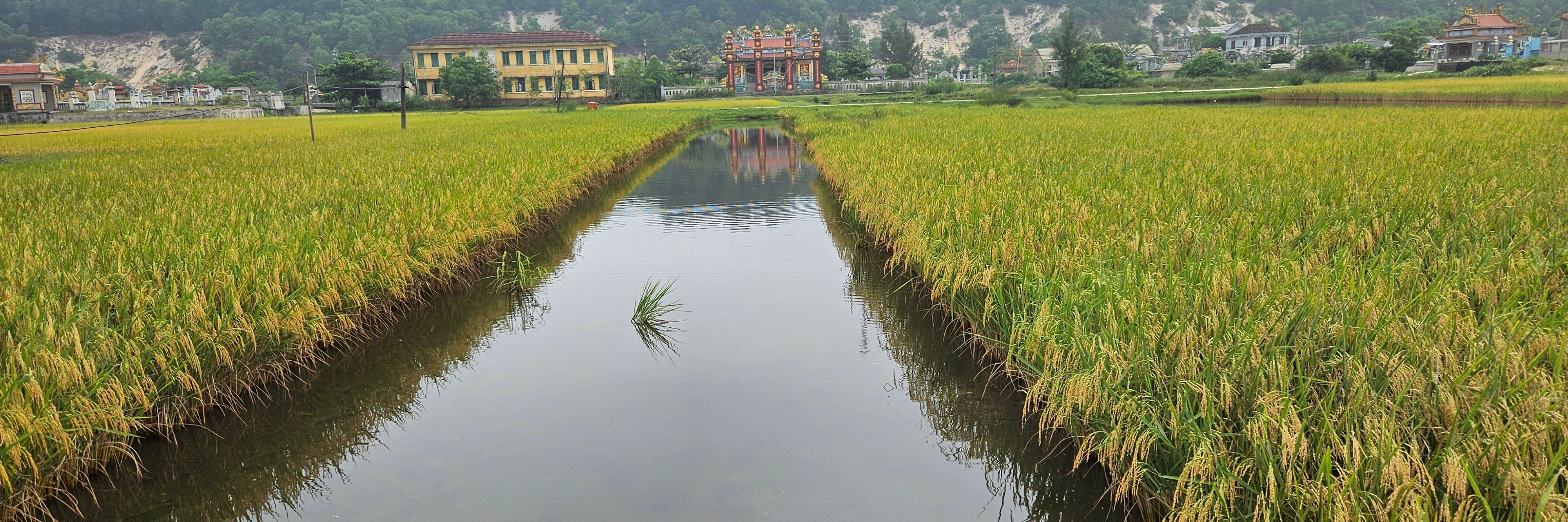 A tranquil landscape features lush green rice paddies, their golden grains swaying gently. A narrow waterway reflects the overcast sky, bordered by vibrant green grass. In the background, traditional buildings with ornate roofs and a forested hillside create a serene rural atmosphere, enhancing the scene's cultural richness.