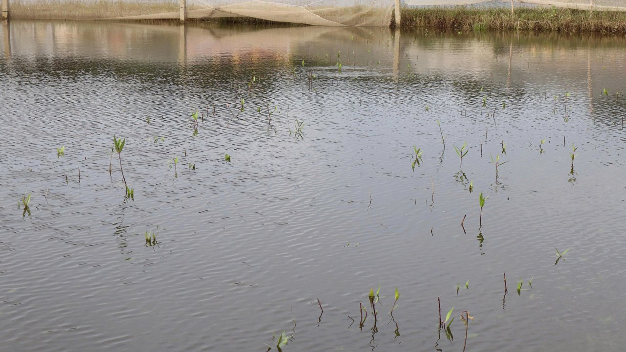 A shallow water area with mangroves emerging from the surface, surrounded by a netted enclosure.