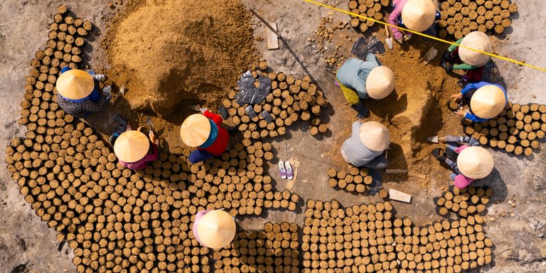 Planting mangroves seedlings in pots