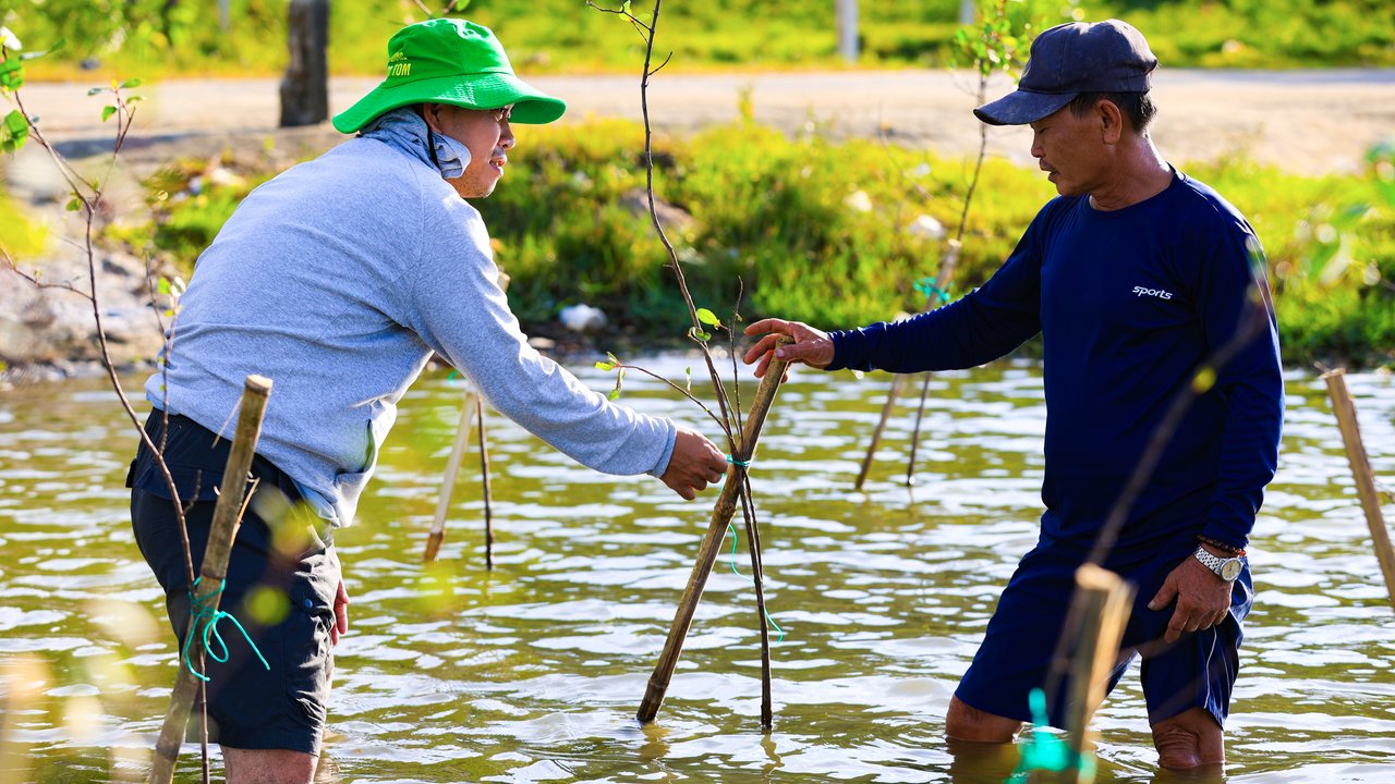 Two men are planting saplings in shallow water, surrounded by greenery and wooden stakes.