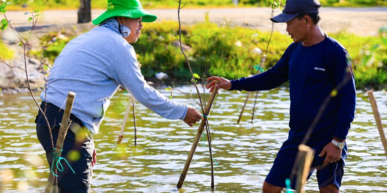 Men planting mangroves in shallow water