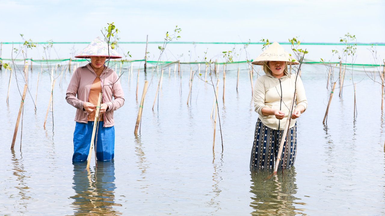 Women Planting Trees in Shallow Water