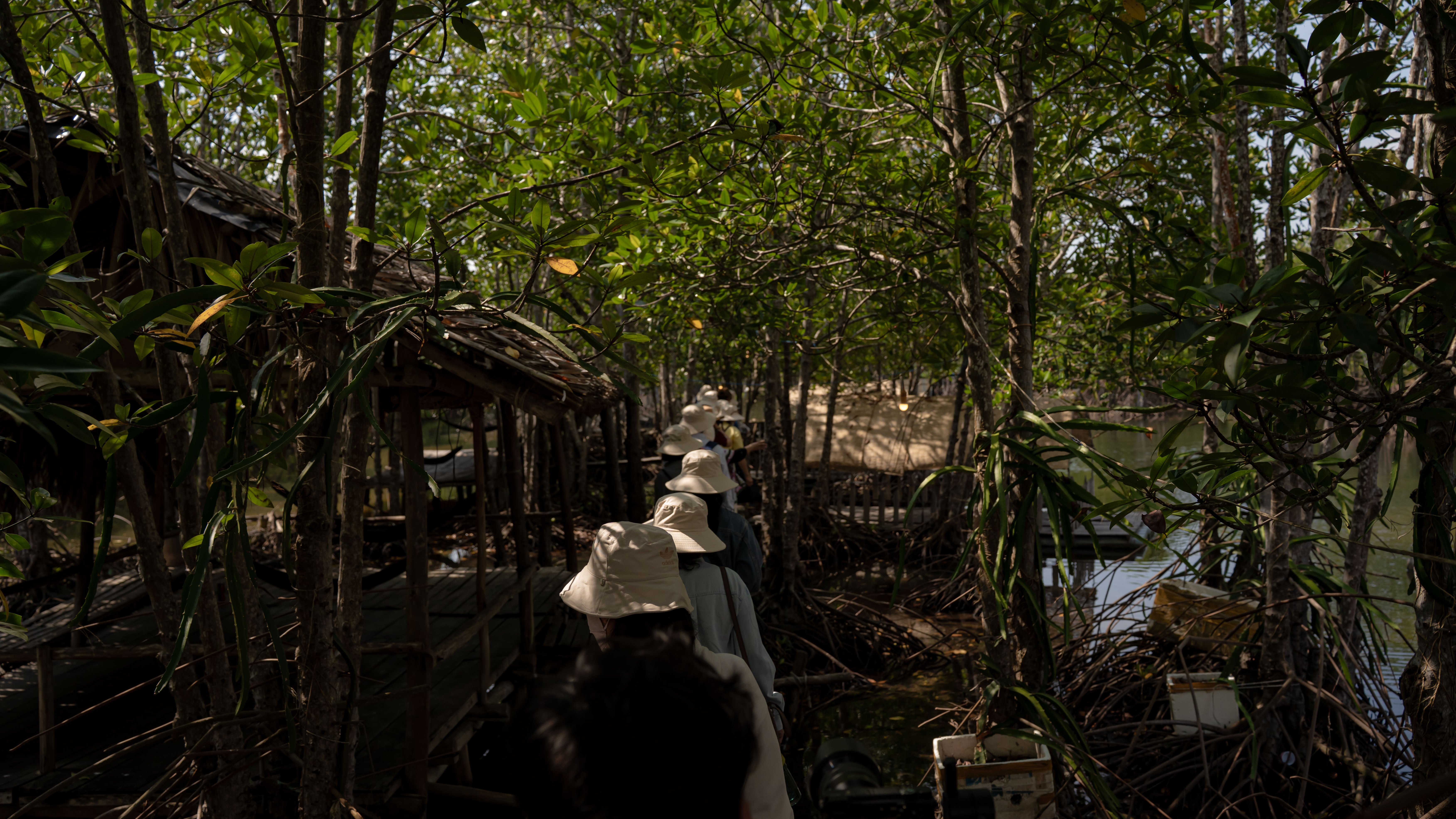 A group of people wearing hats walks along a wooden path in a mangrove forest.