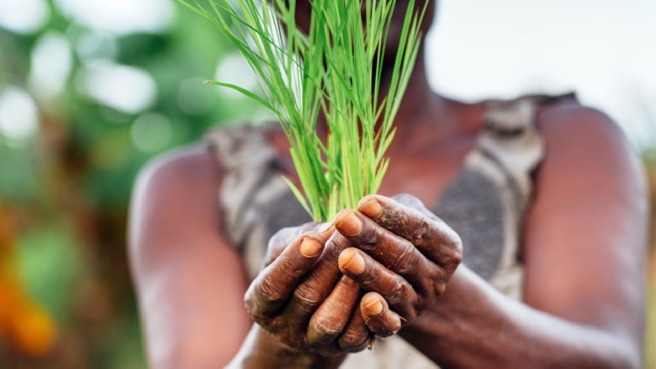 A pair of hands, showing signs of hard work, holds vibrant green seedlings. The background features blurred greenery, suggesting a lush agricultural environment. The focus on the hands and plants highlights the connection between labor and nature, emphasizing the importance of cultivation and growth.
