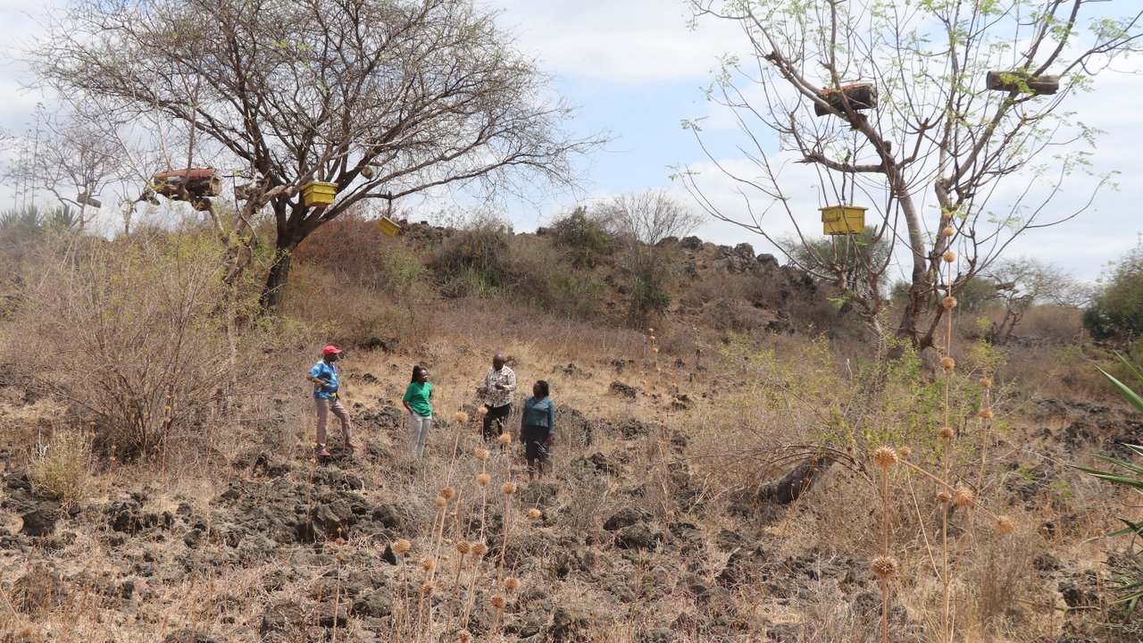 Four people stand on rocky terrain with sparse vegetation and trees, some with hanging boxes, under a cloudy sky.