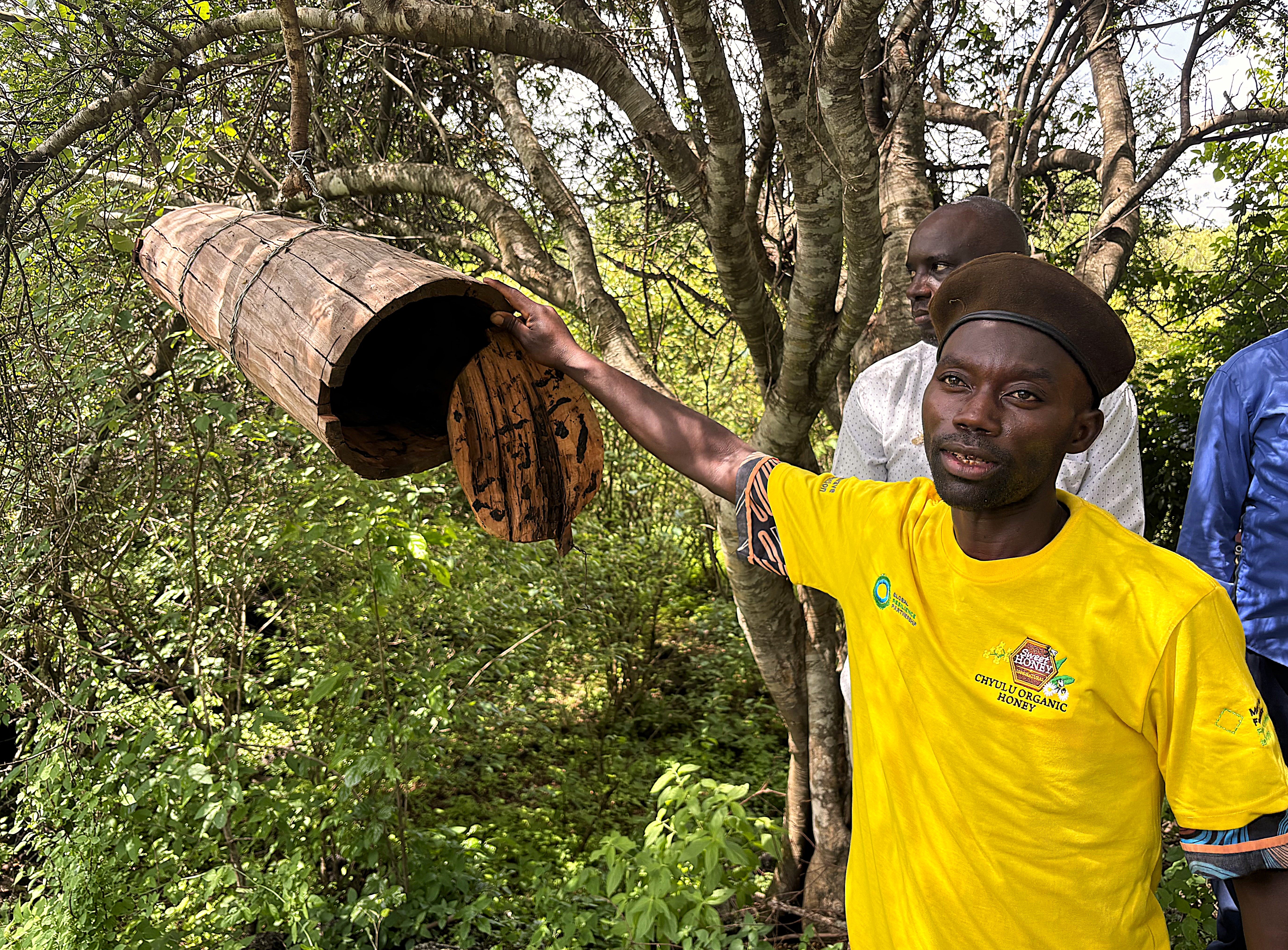A person in a yellow shirt holds a wooden beehive near a tree in a green, natural setting.