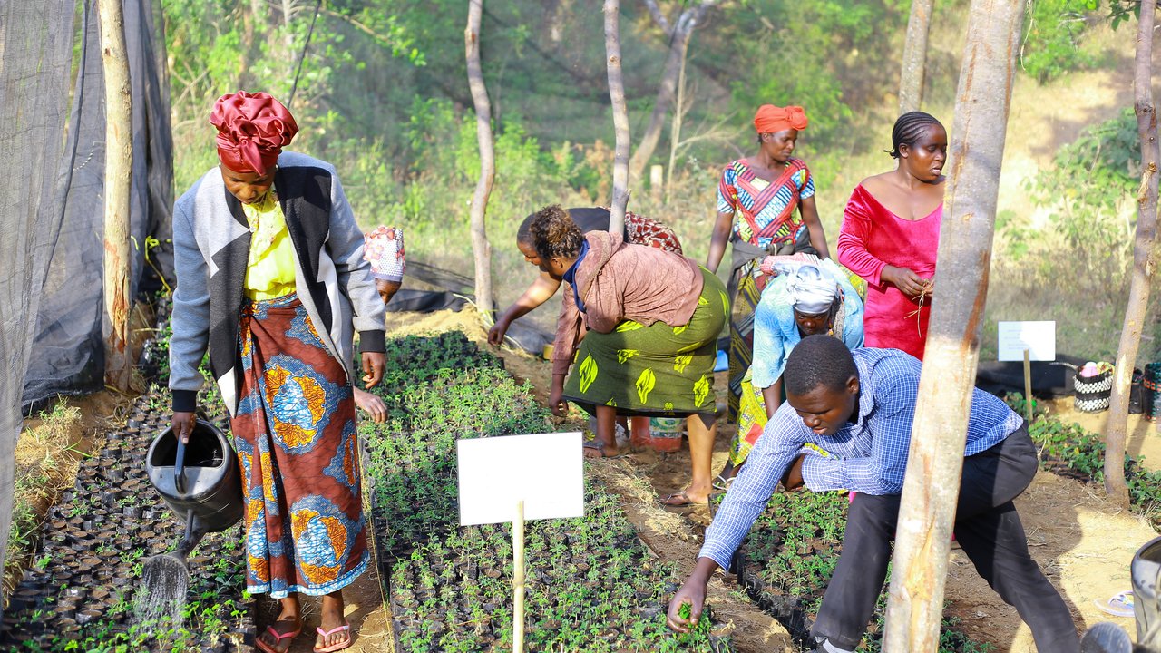 Several people working in a greenhouse, tending to small plants in trays.