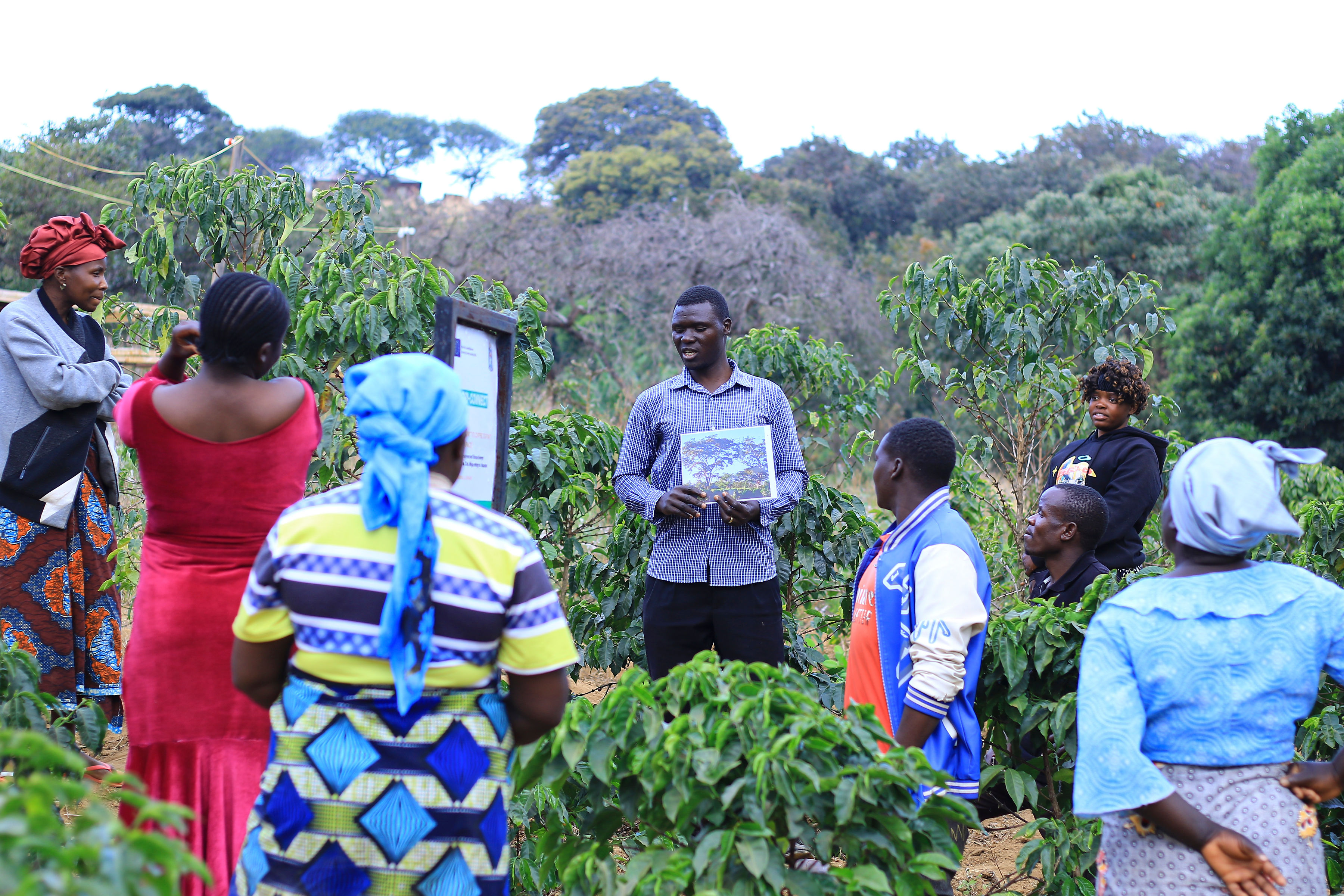 A group of people gathers in a field, discussing while one person holds a document near coffee plants.