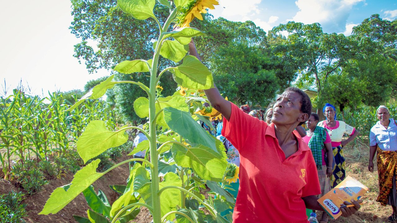 Farmer with sunflower