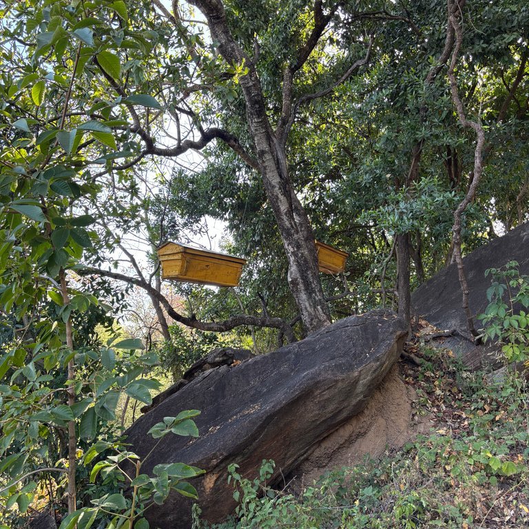 Two beehives are suspended in a tree, surrounded by green foliage and rocky terrain.