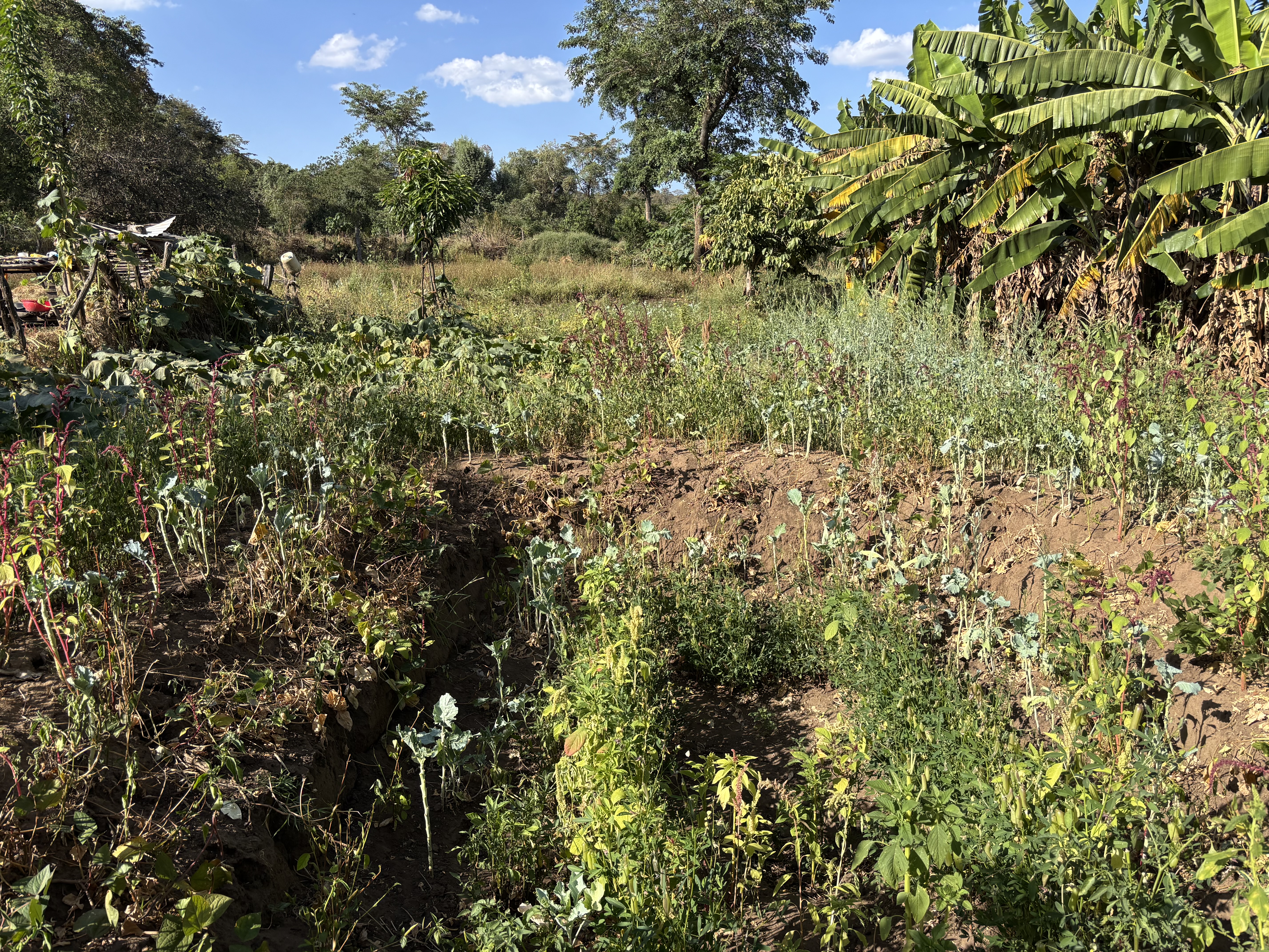 A group of five people stands outdoors in a grassy area with trees and a wooden fence in the background.
