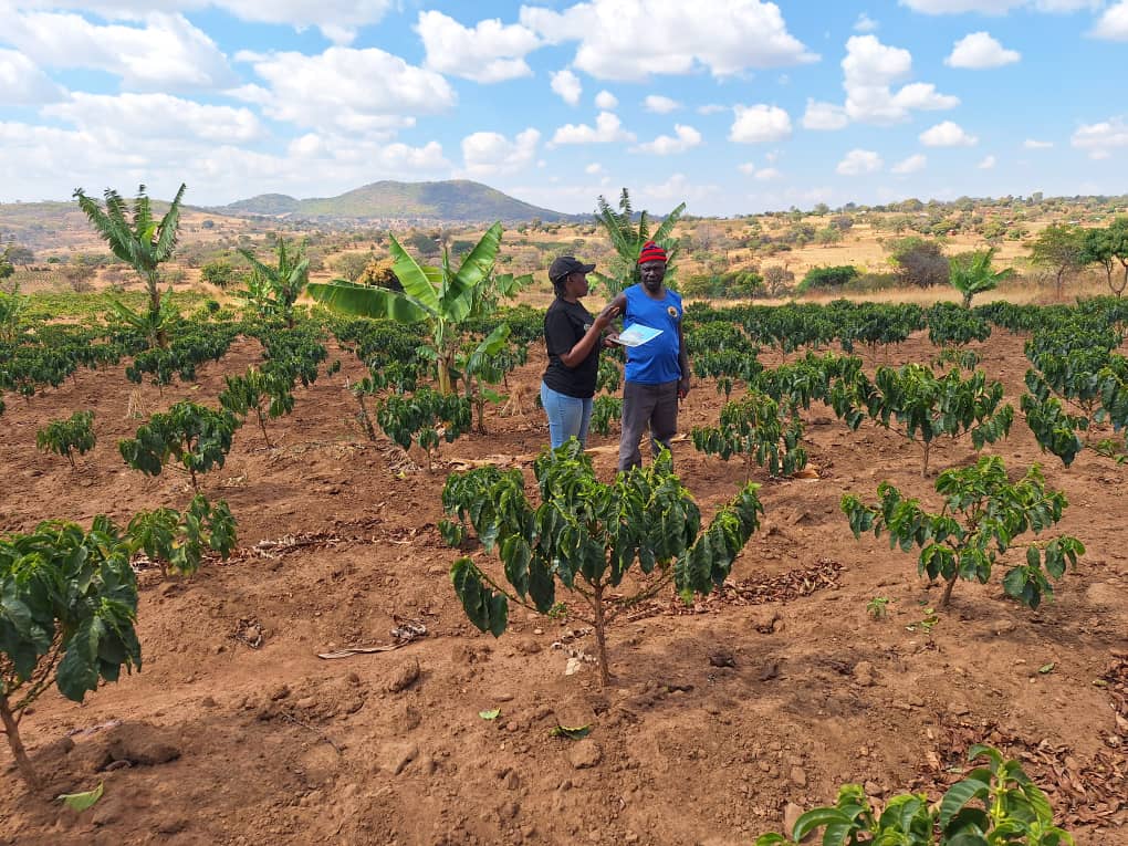 Two people stand in a coffee plantation, discussing amidst rows of coffee plants and banana trees under a blue sky.
