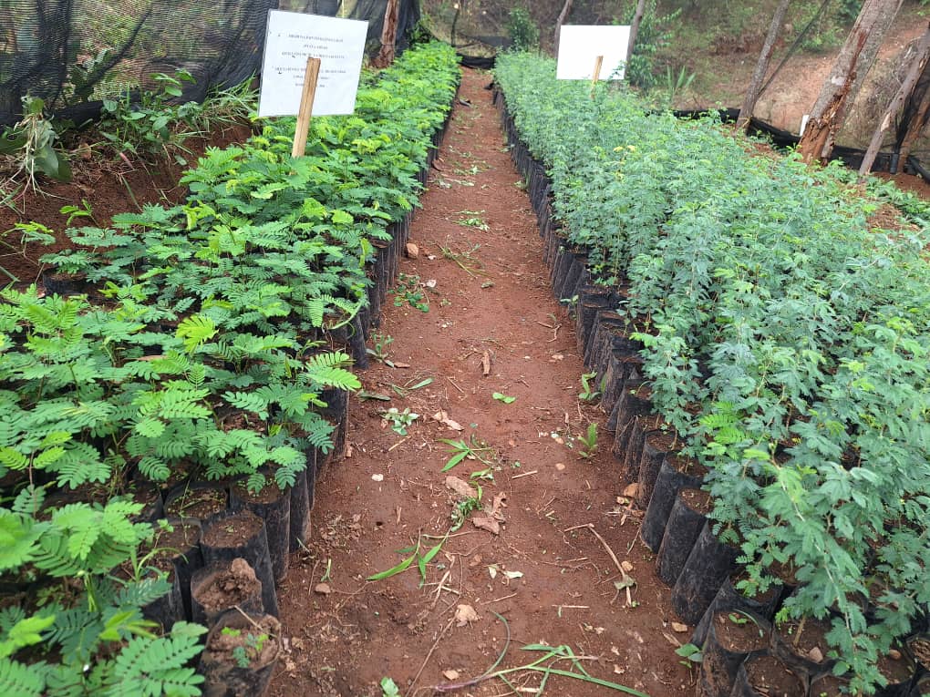 Rows of green seedlings in black bags on a dirt path, with signs in the background.