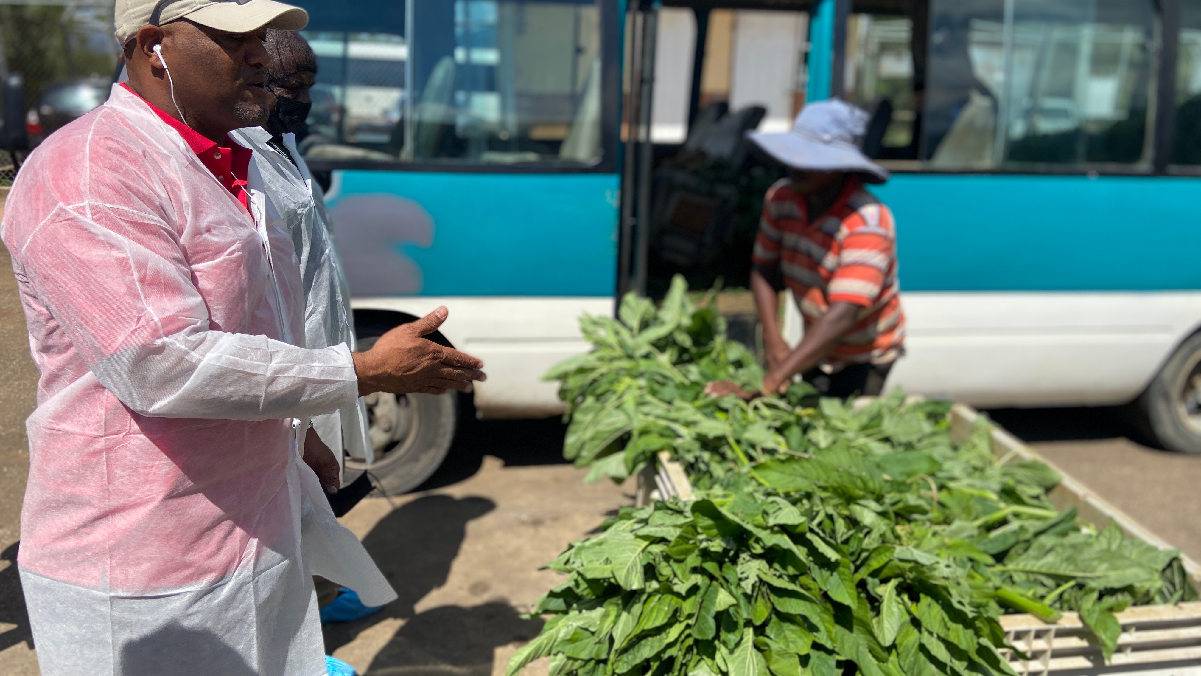 Delivery of Calaloo to GAP’s plant Field trip