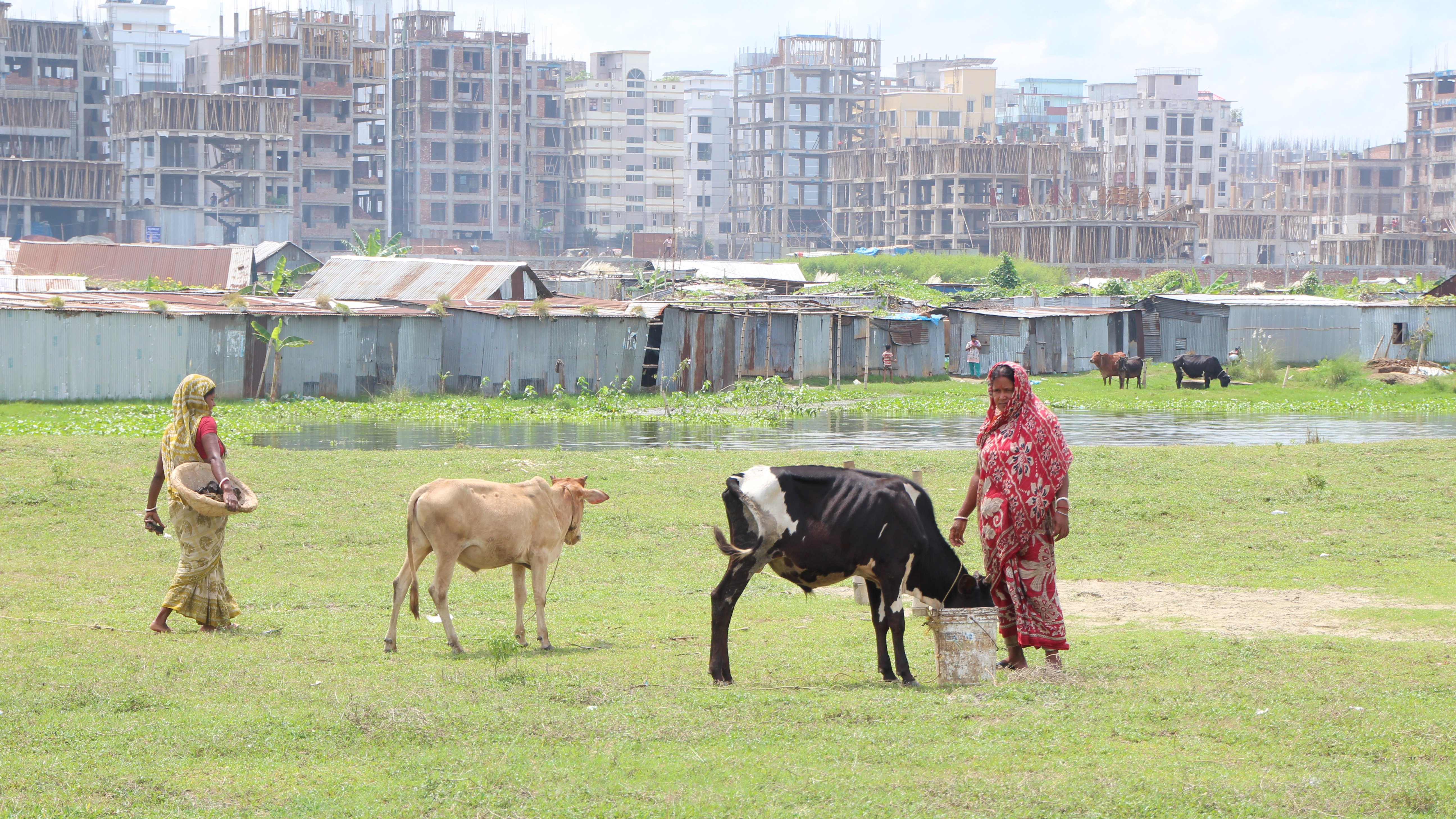 A woman in a sari tends to a cow while another woman walks with a basket, with buildings in the background.