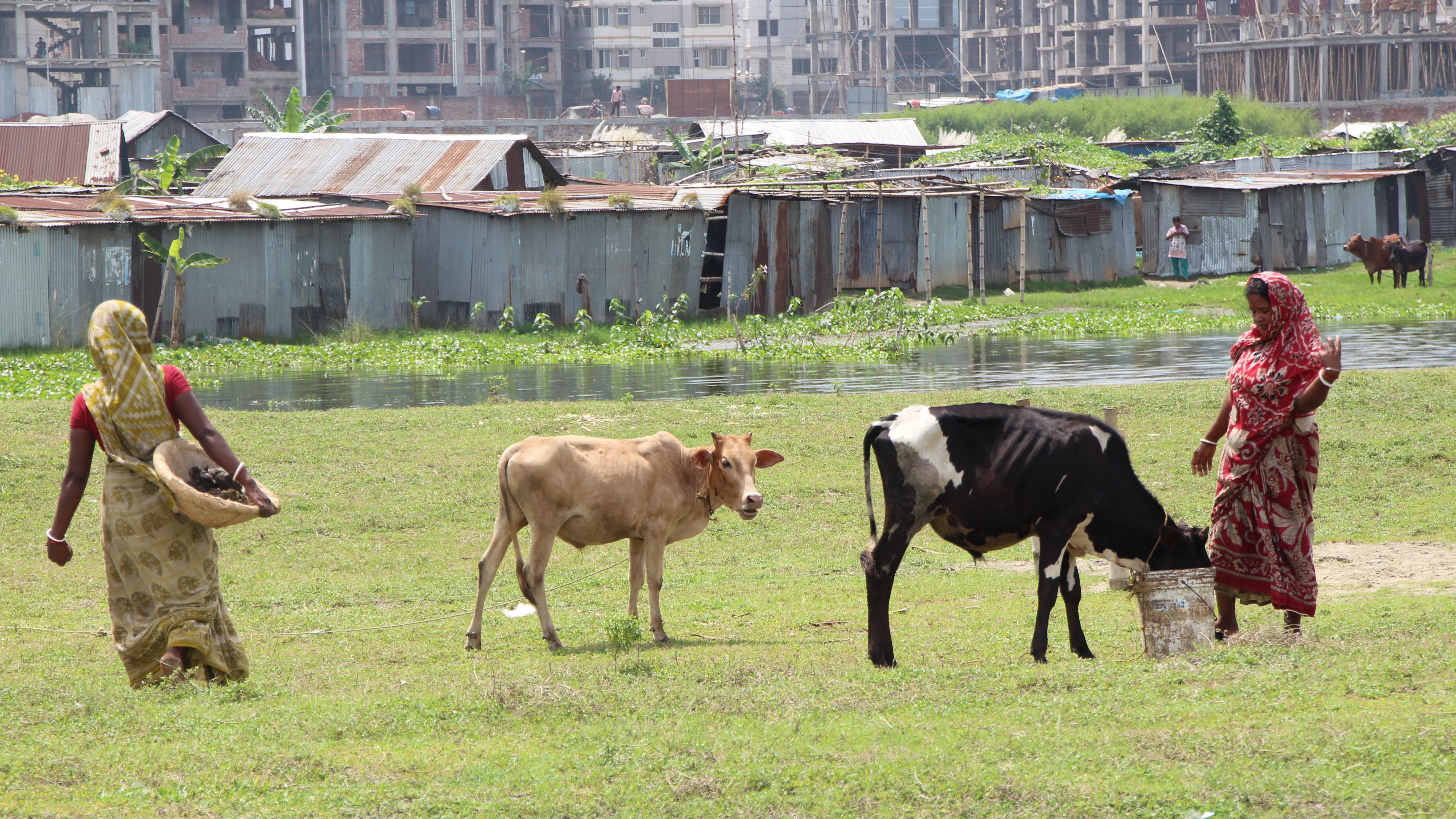 A woman in a sari feeds a cow while another woman carries a basket; buildings and shanties are in the background.