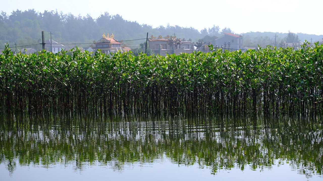 Mangroves in nursery