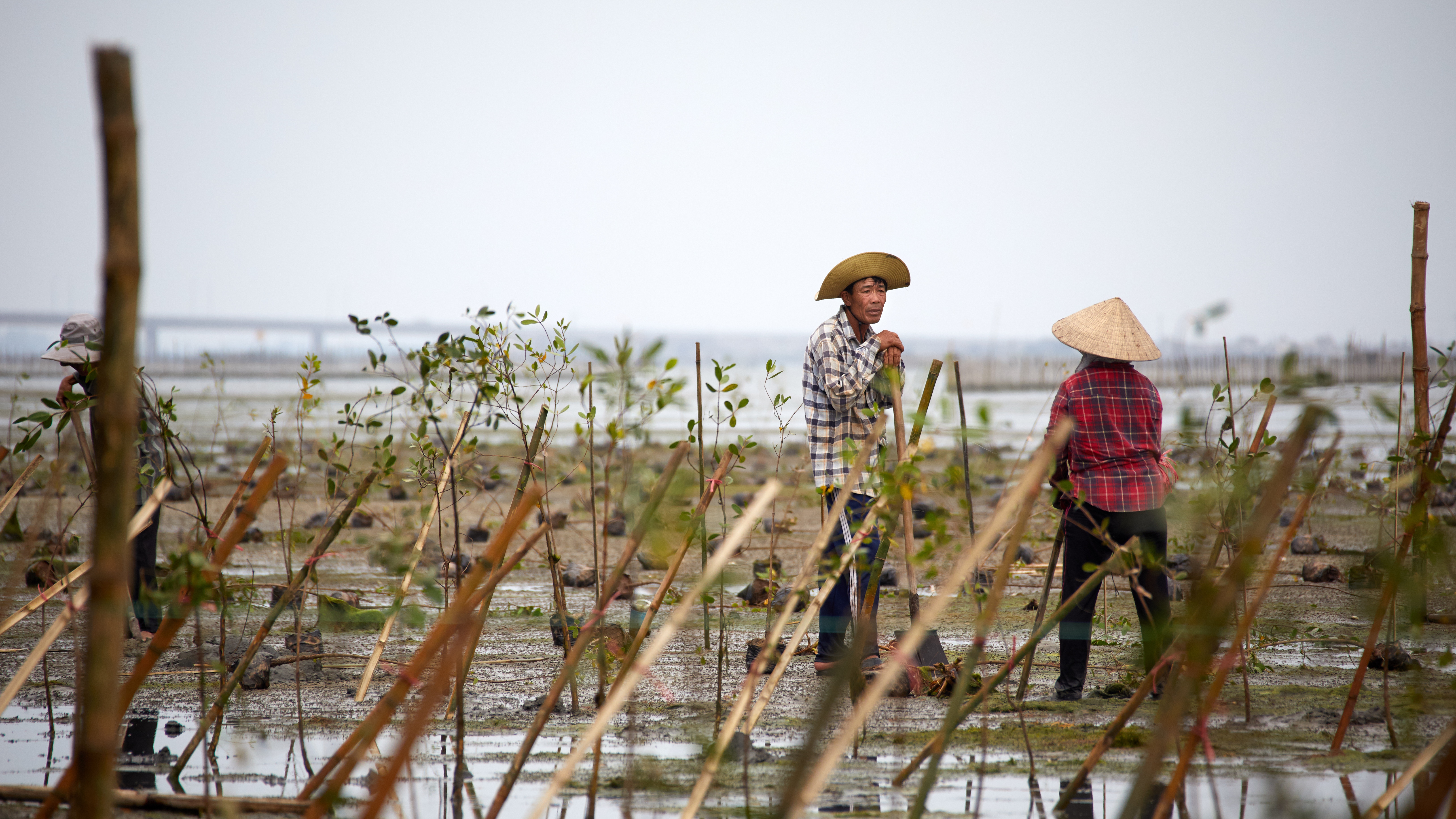 Planting of mangroves by members of Hai Duong commune Planting of mangroves by members of Hai Duong commune