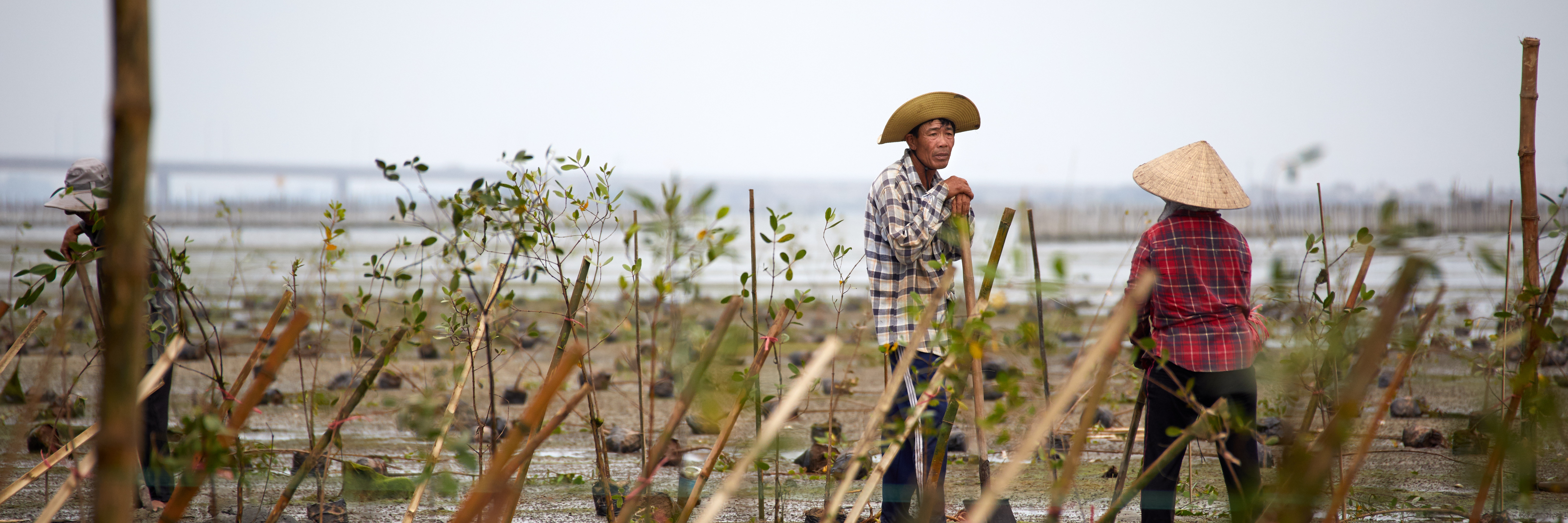 Mangroves at coast