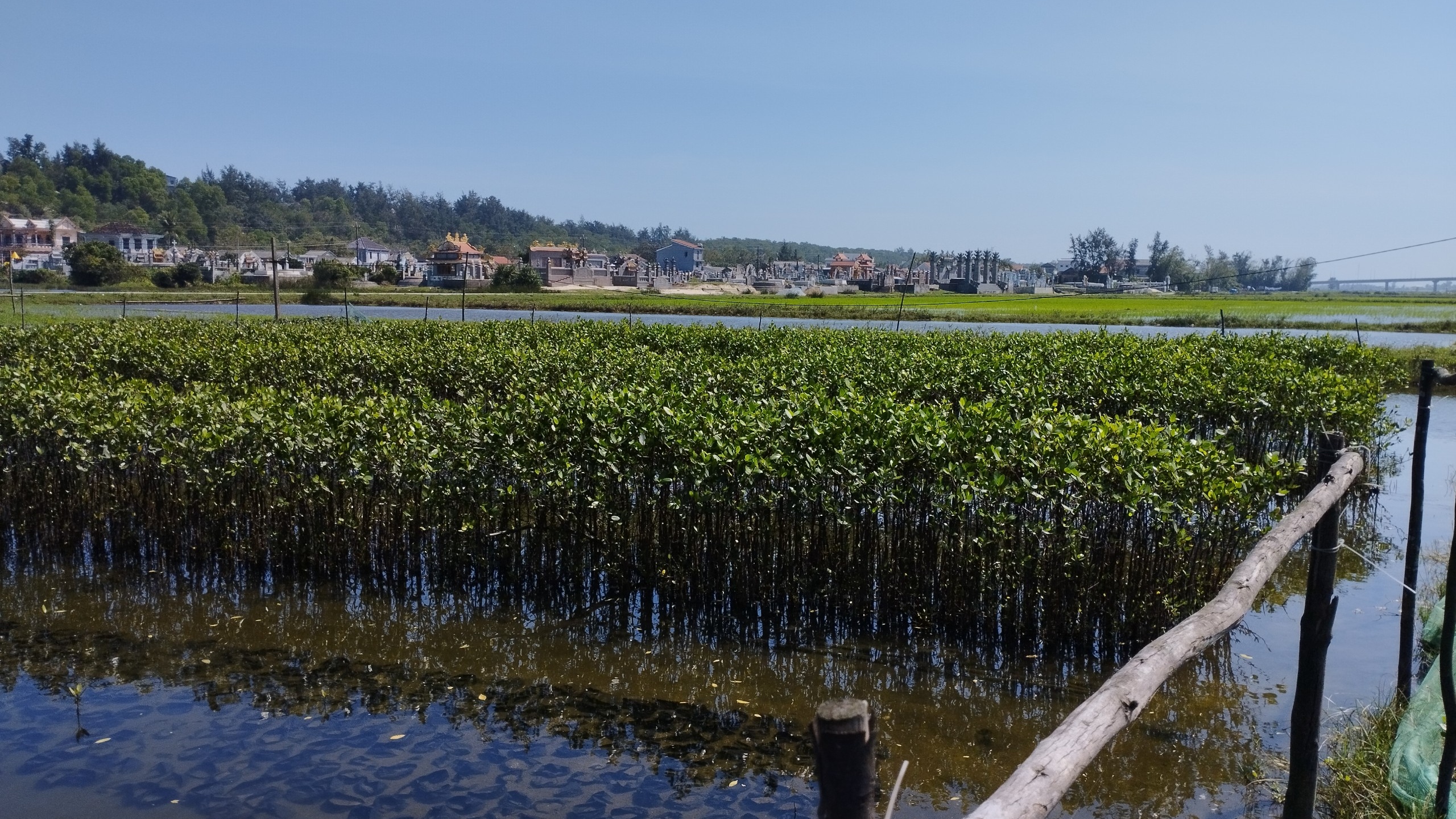 mangrove nursery