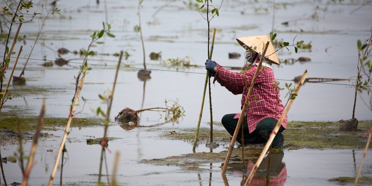 A man planting mangroves in a lagoon