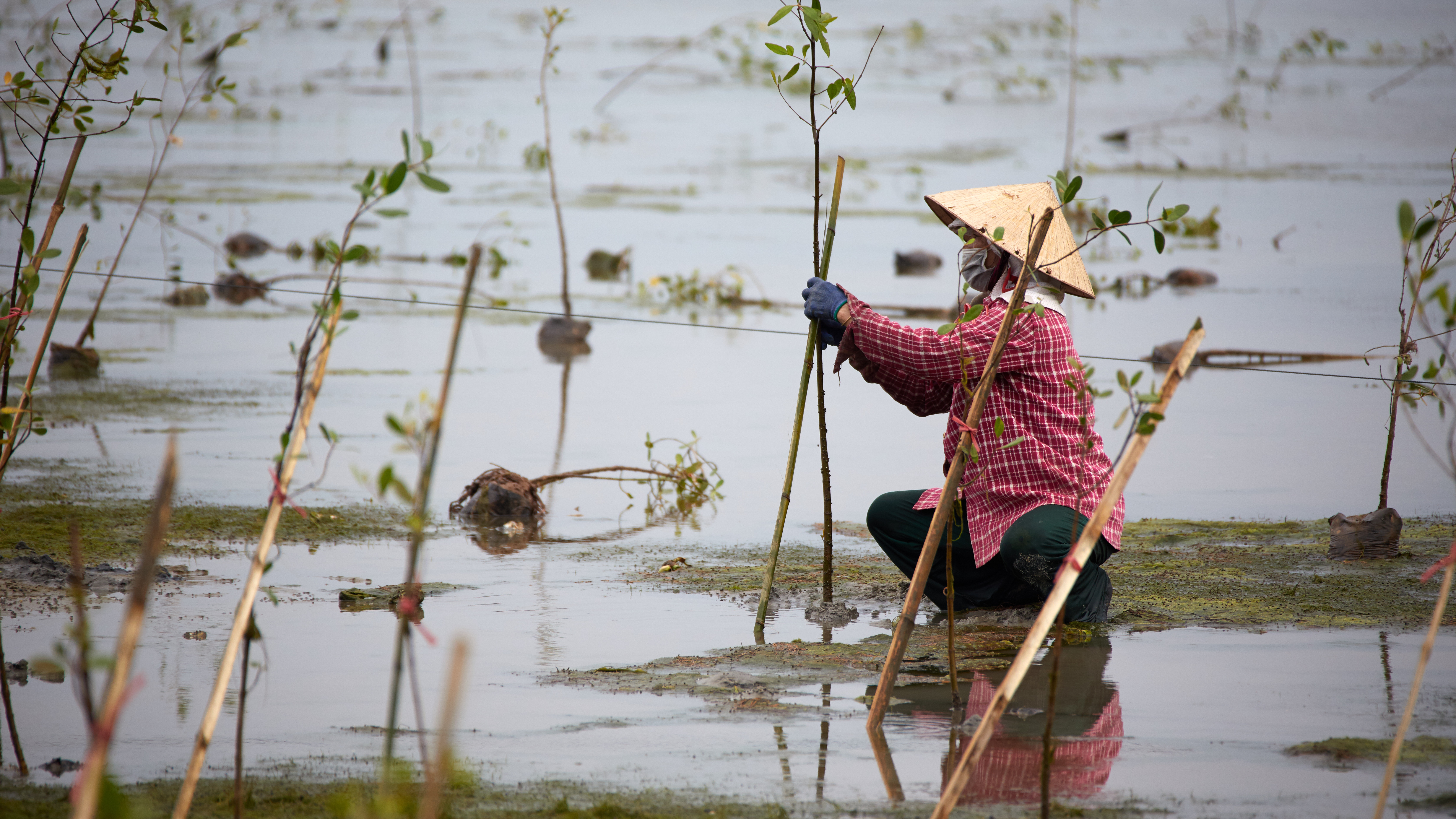 Planting mangroves