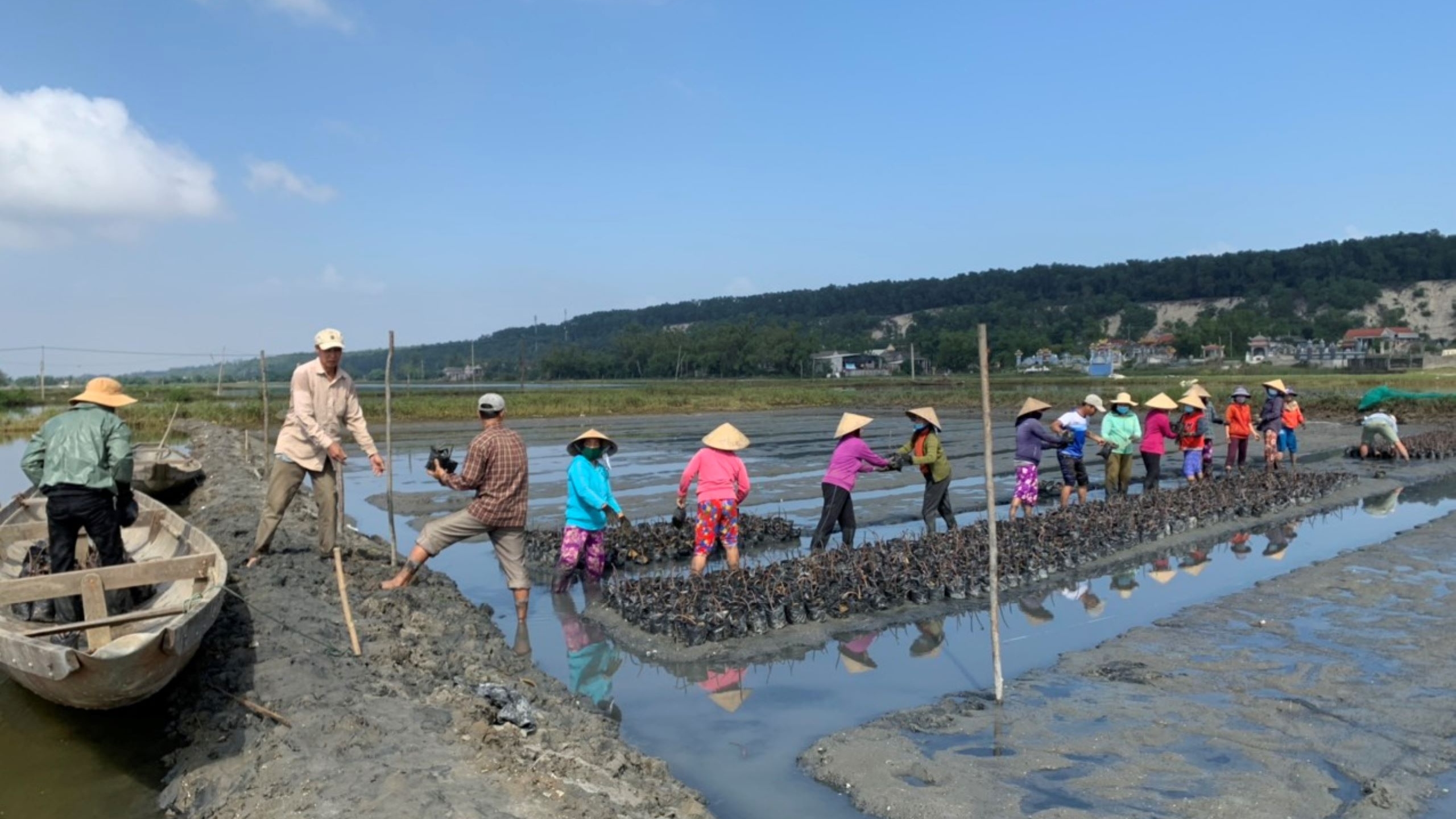 Preparing of  a new batch of mangrove seedlings