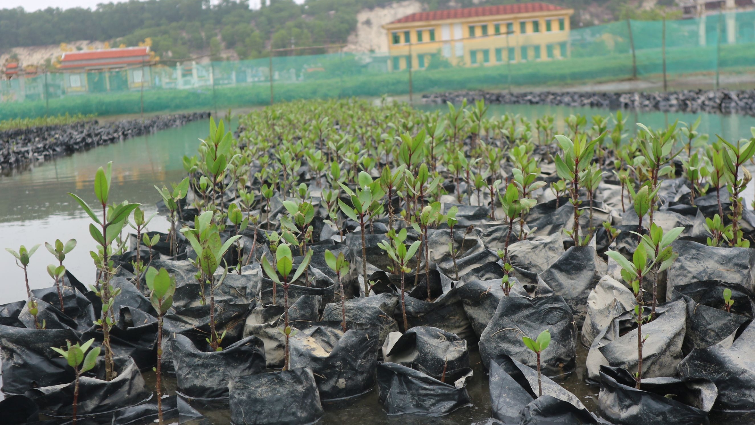 mangroves