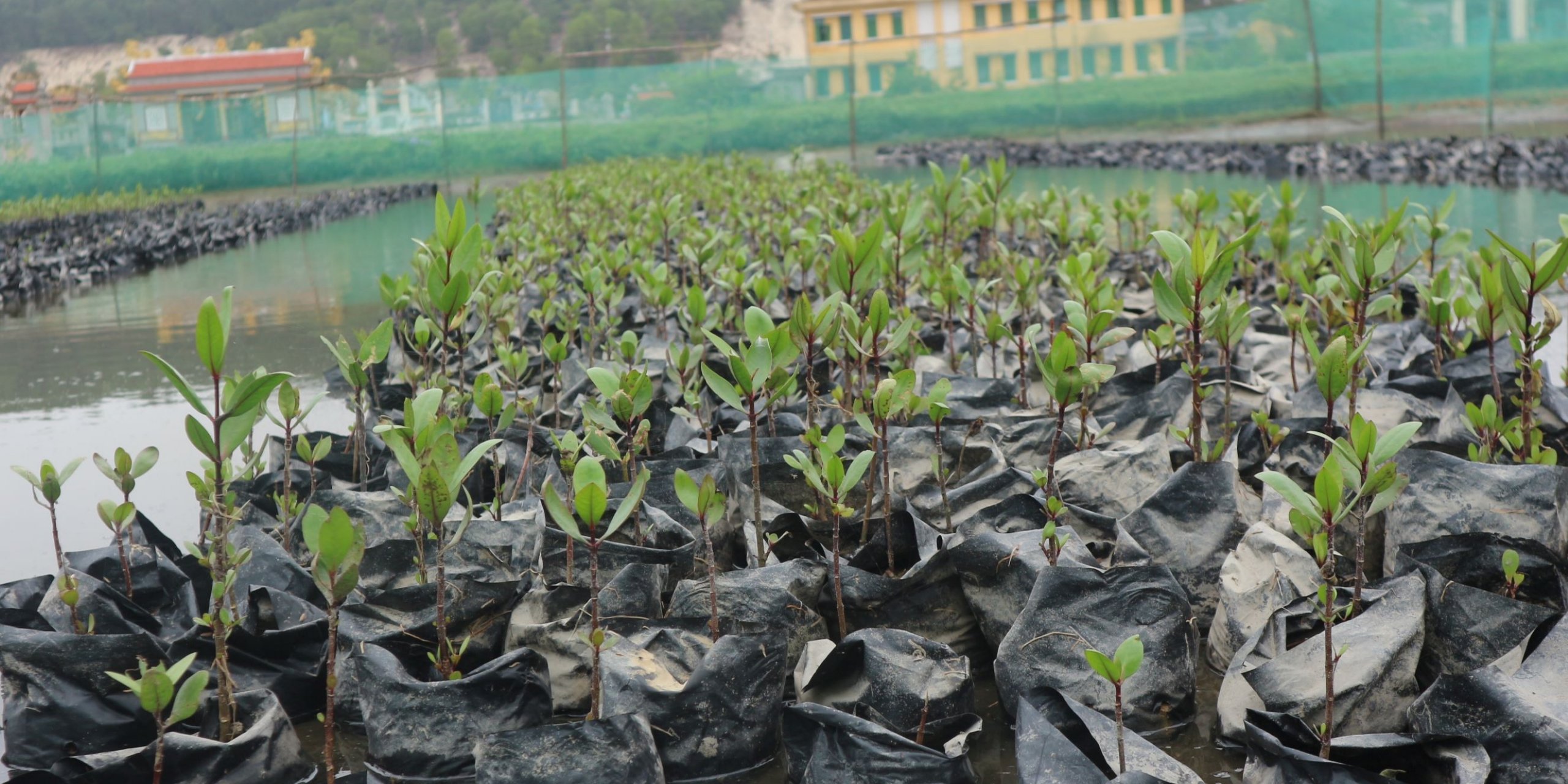 Mangroves CSRD
