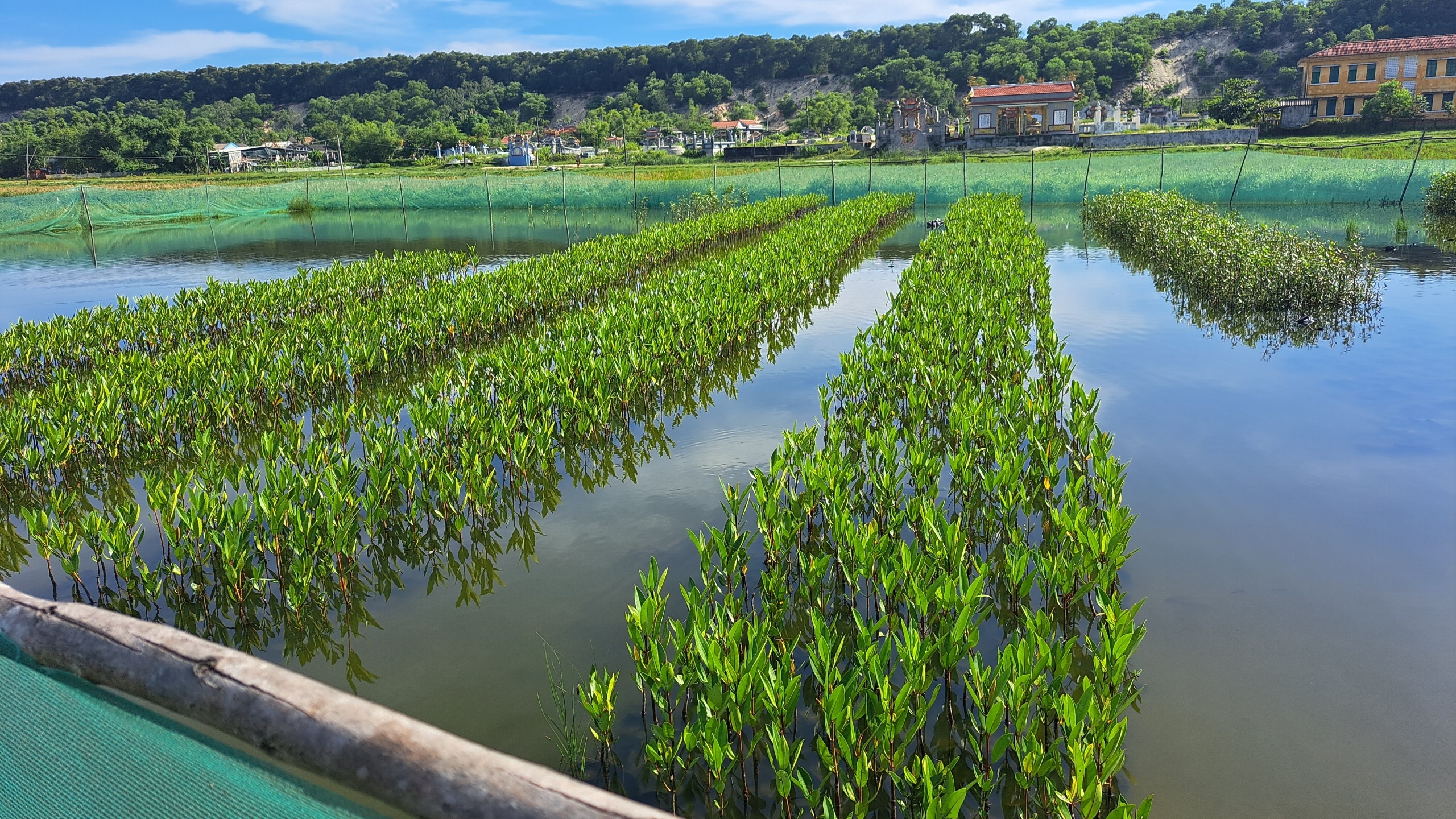 Mangrove nursery