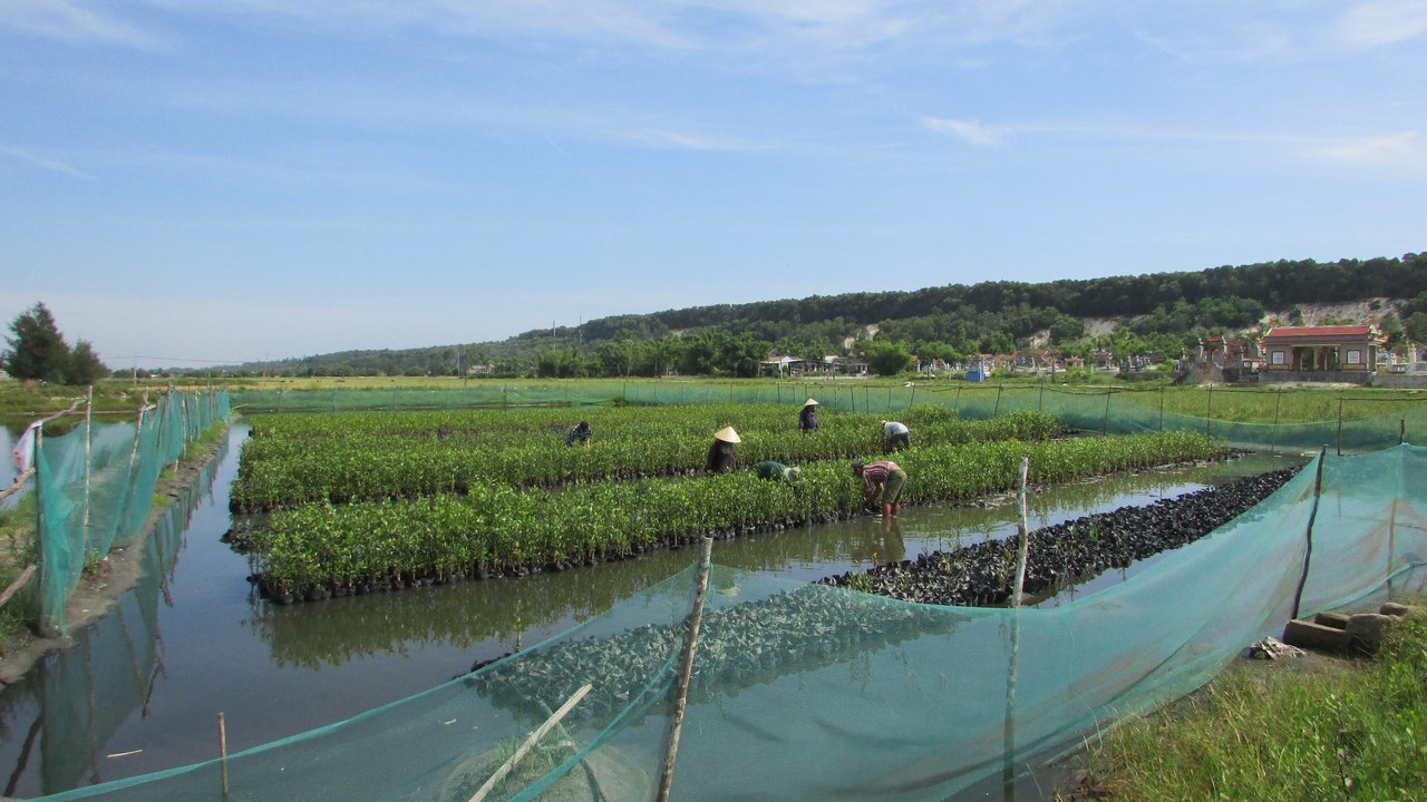 Mangrove nursery