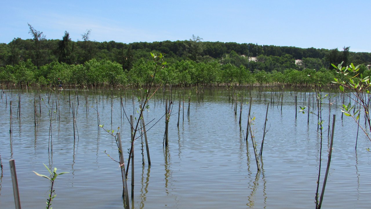 Mangroves in nursery