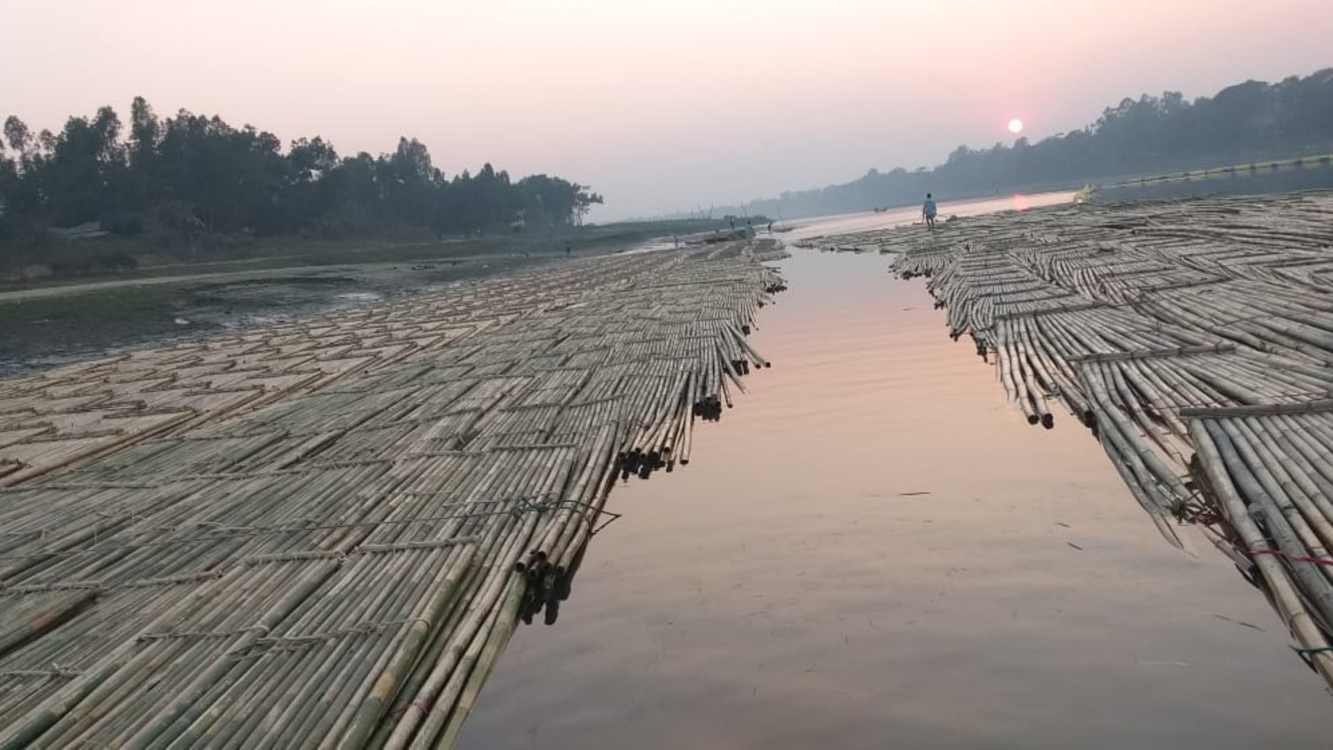 Bamboo on a river