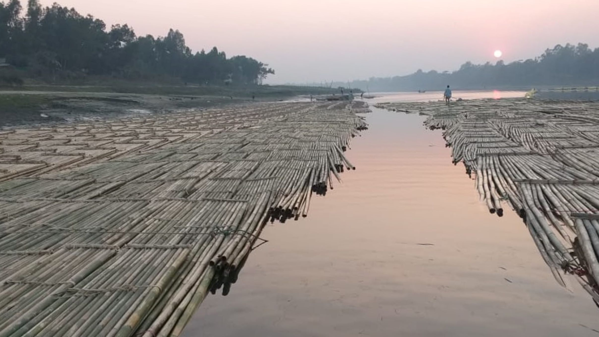 Bamboo on a river