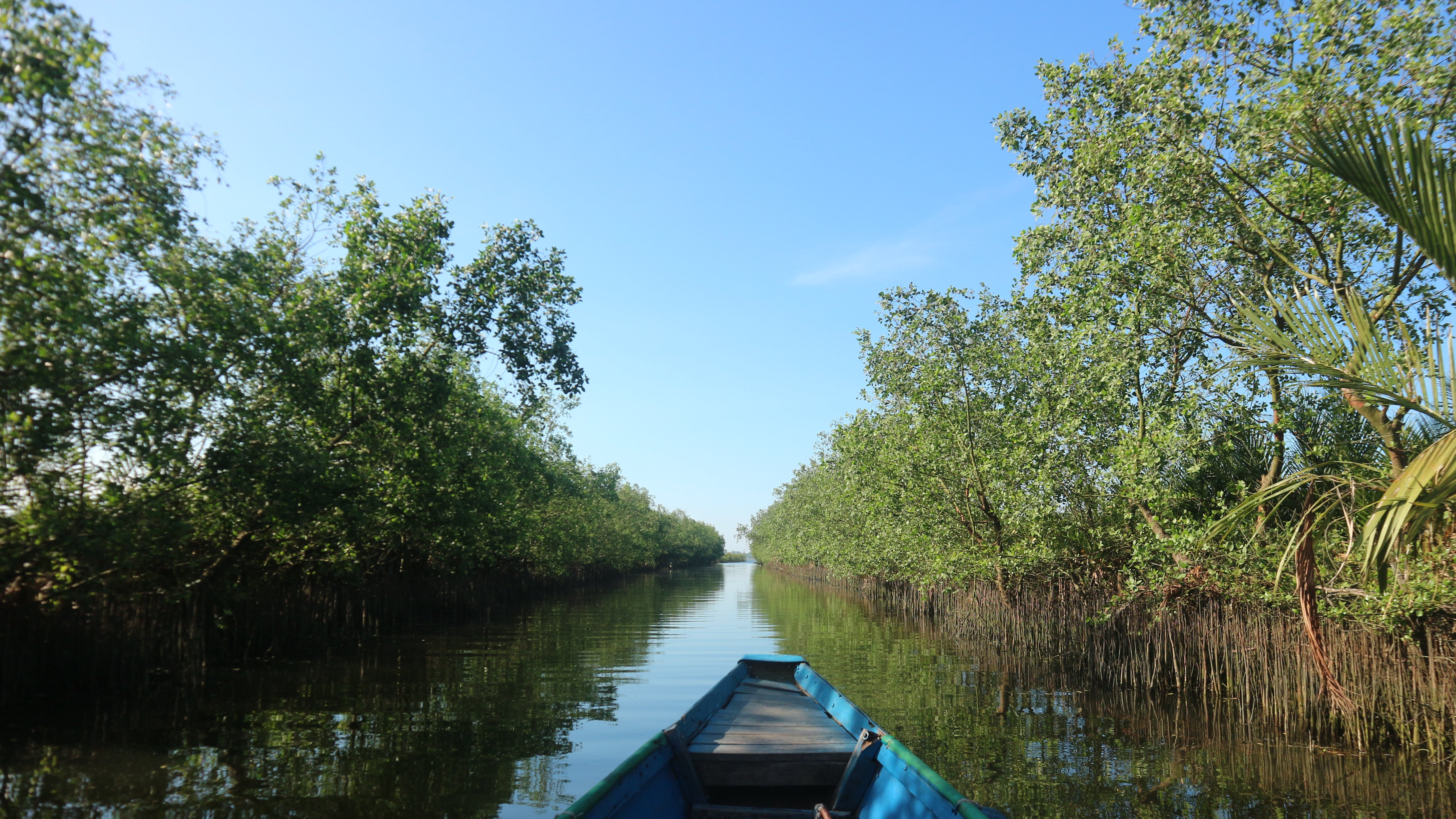 A narrow boat glides along a calm waterway lined with dense green mangroves on both sides. The water reflects the trees and the clear blue sky above, creating a peaceful natural scene