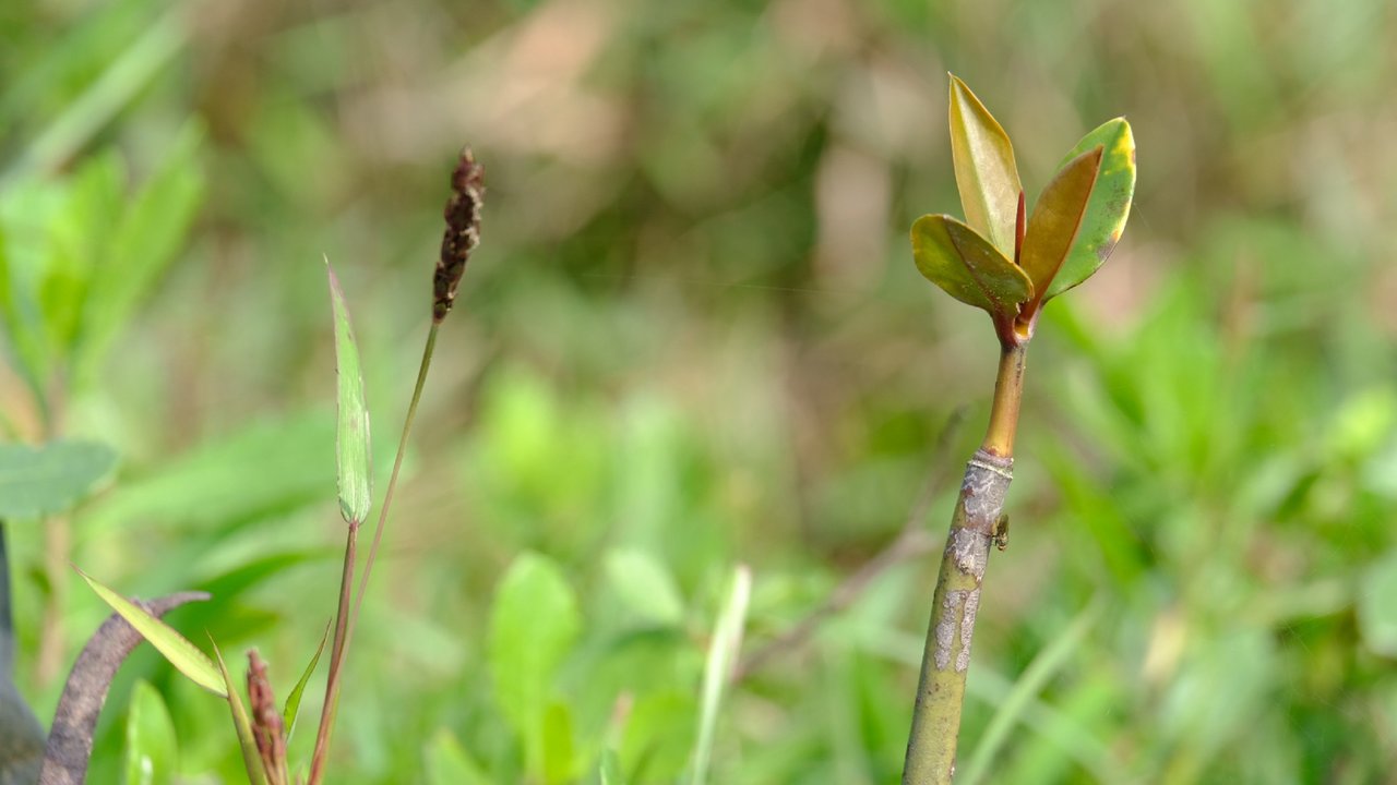 Small mangrove plant